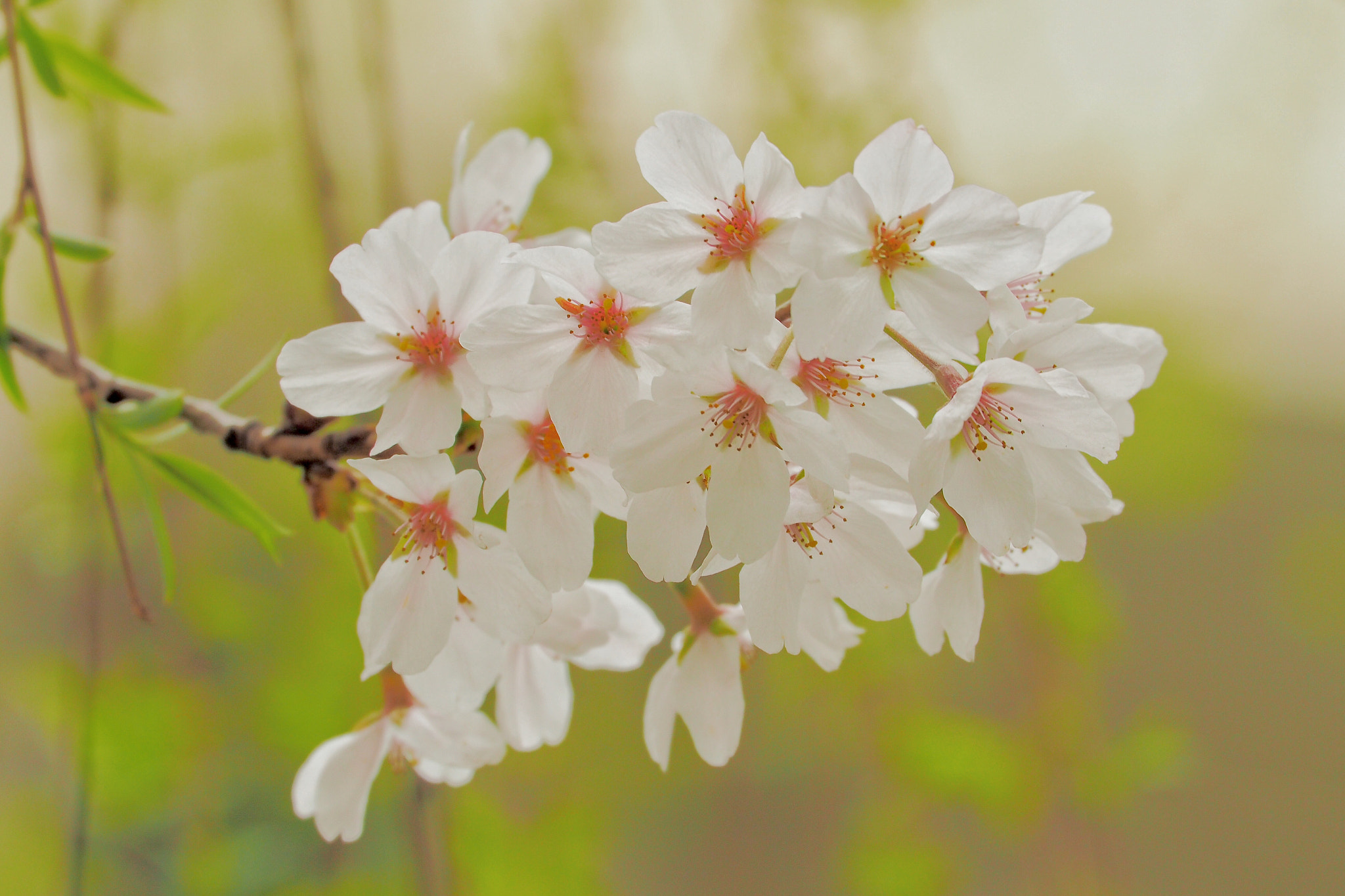 Panasonic Leica D Vario-Elmar 14-150mm F3.5-5.6 Asph Mega OIS sample photo