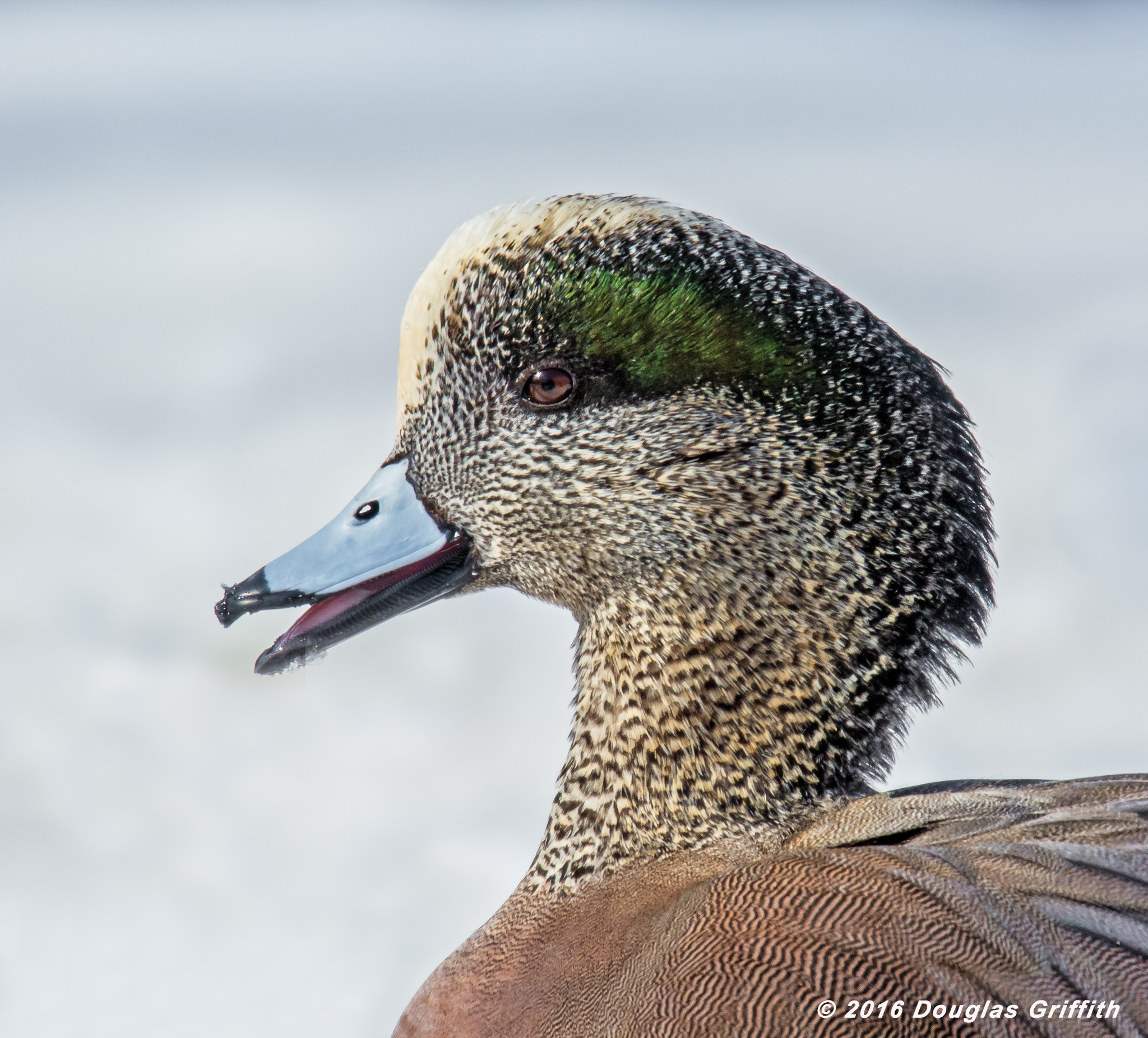 Nikon Nikkor AF-S 300mm F4E PF ED VR sample photo. Portrait of a male american wigeon (anas americana) photography