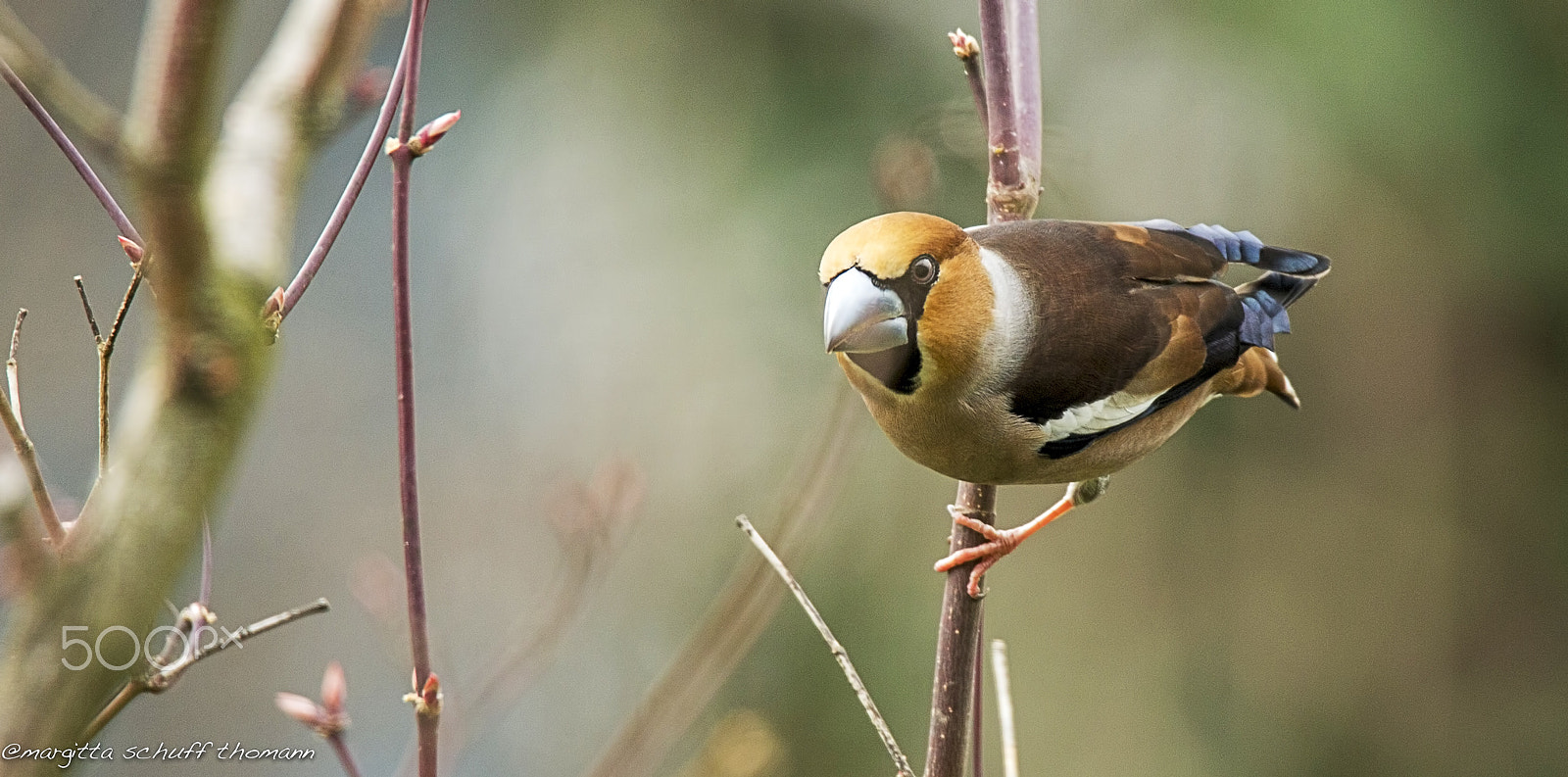 Canon EOS-1D X + Tamron SP 150-600mm F5-6.3 Di VC USD sample photo. Hawfinch.. photography