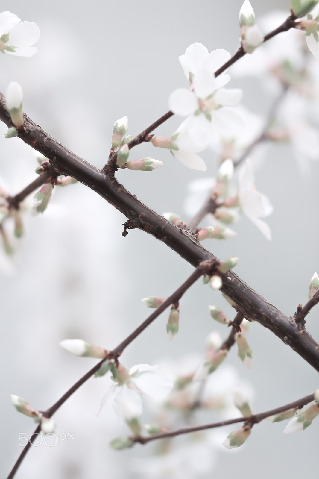 Sigma 105mm F2.8 EX DG OS HSM sample photo. Nanking cherry photography