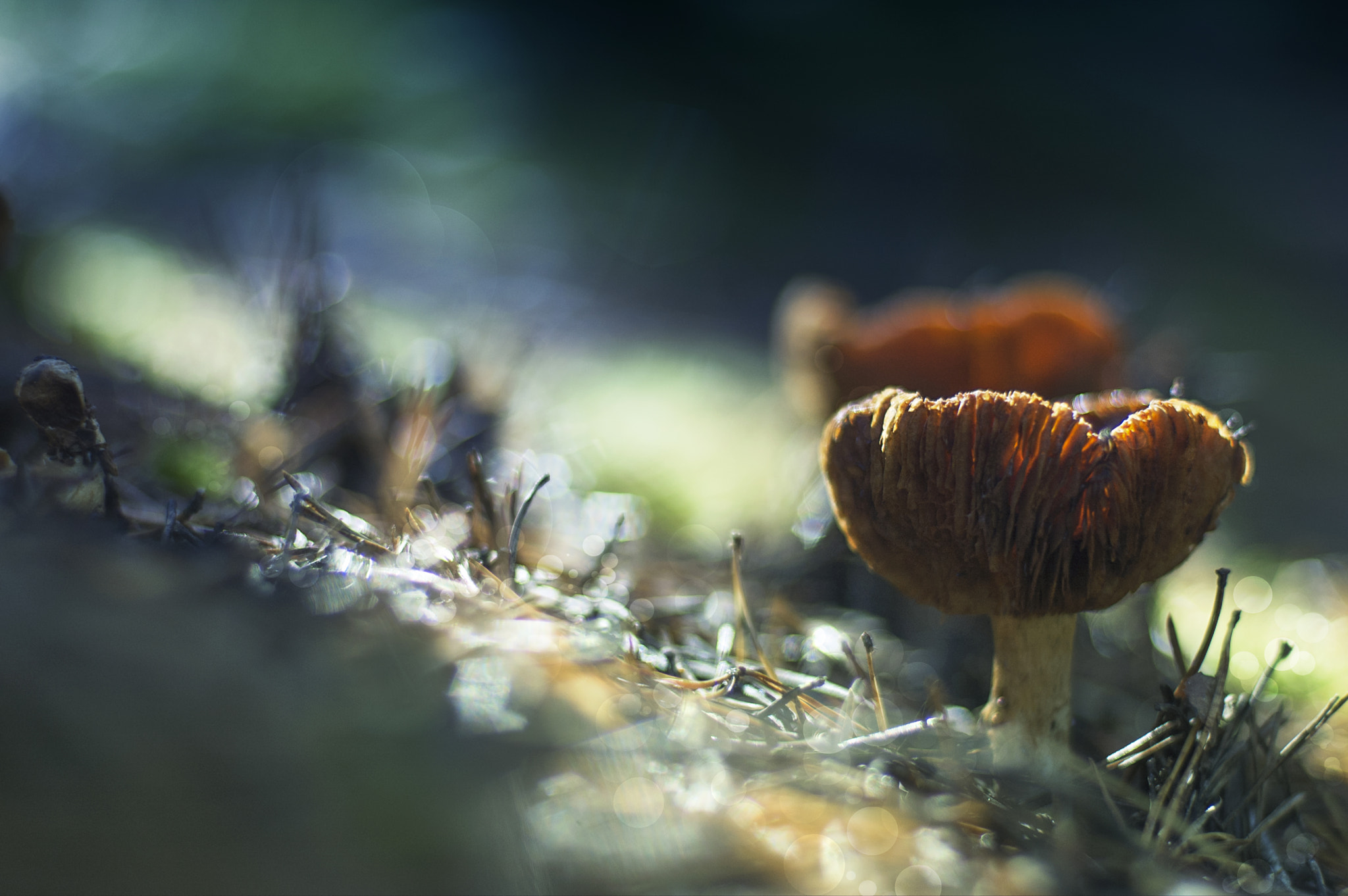 Nikon D50 + Nikon AF Nikkor 50mm F1.4D sample photo. Mushrooms photography