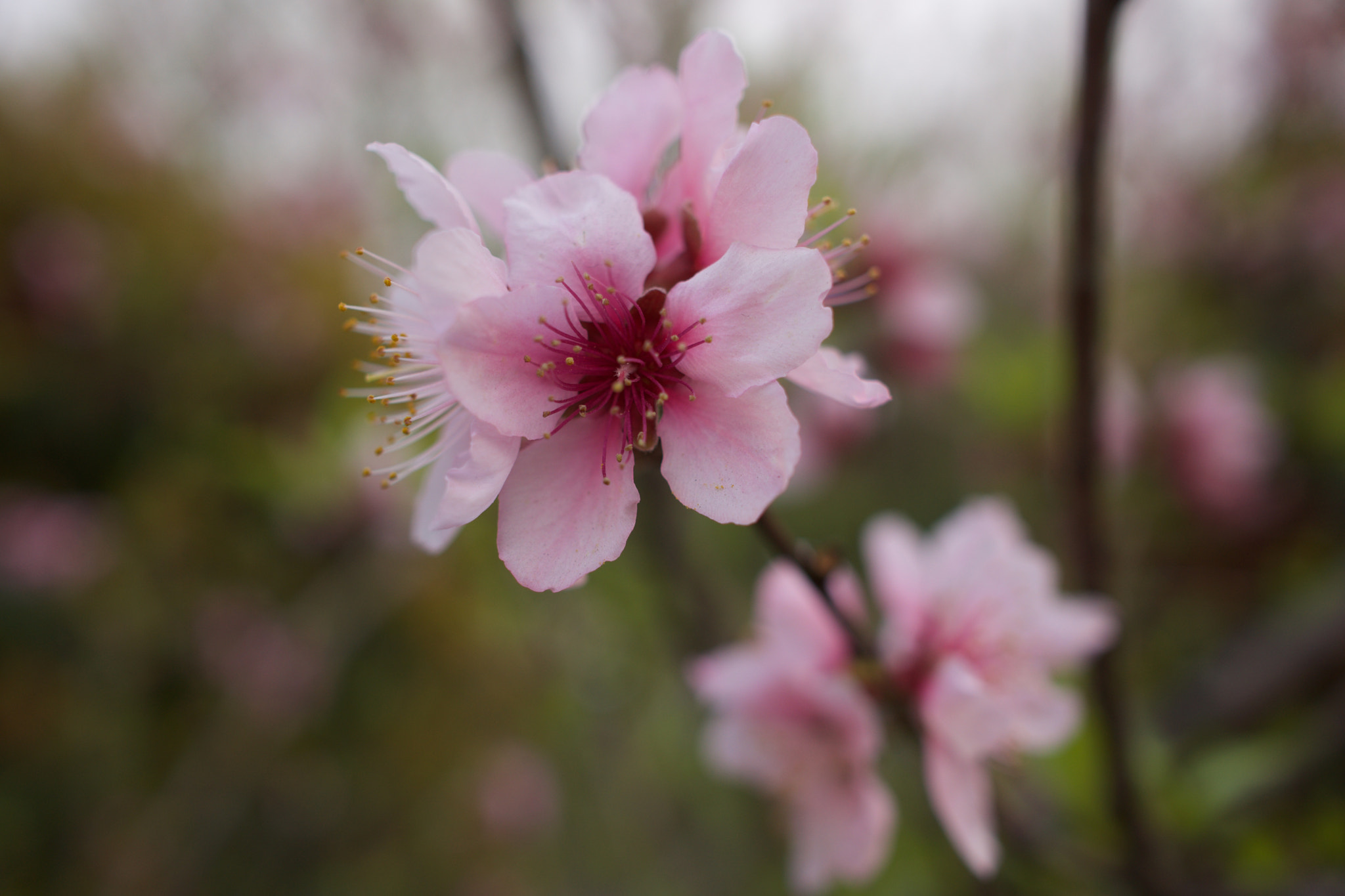 Sony Alpha NEX-7 + Sony Sonnar T* E 24mm F1.8 ZA sample photo. Dsc01014 photography