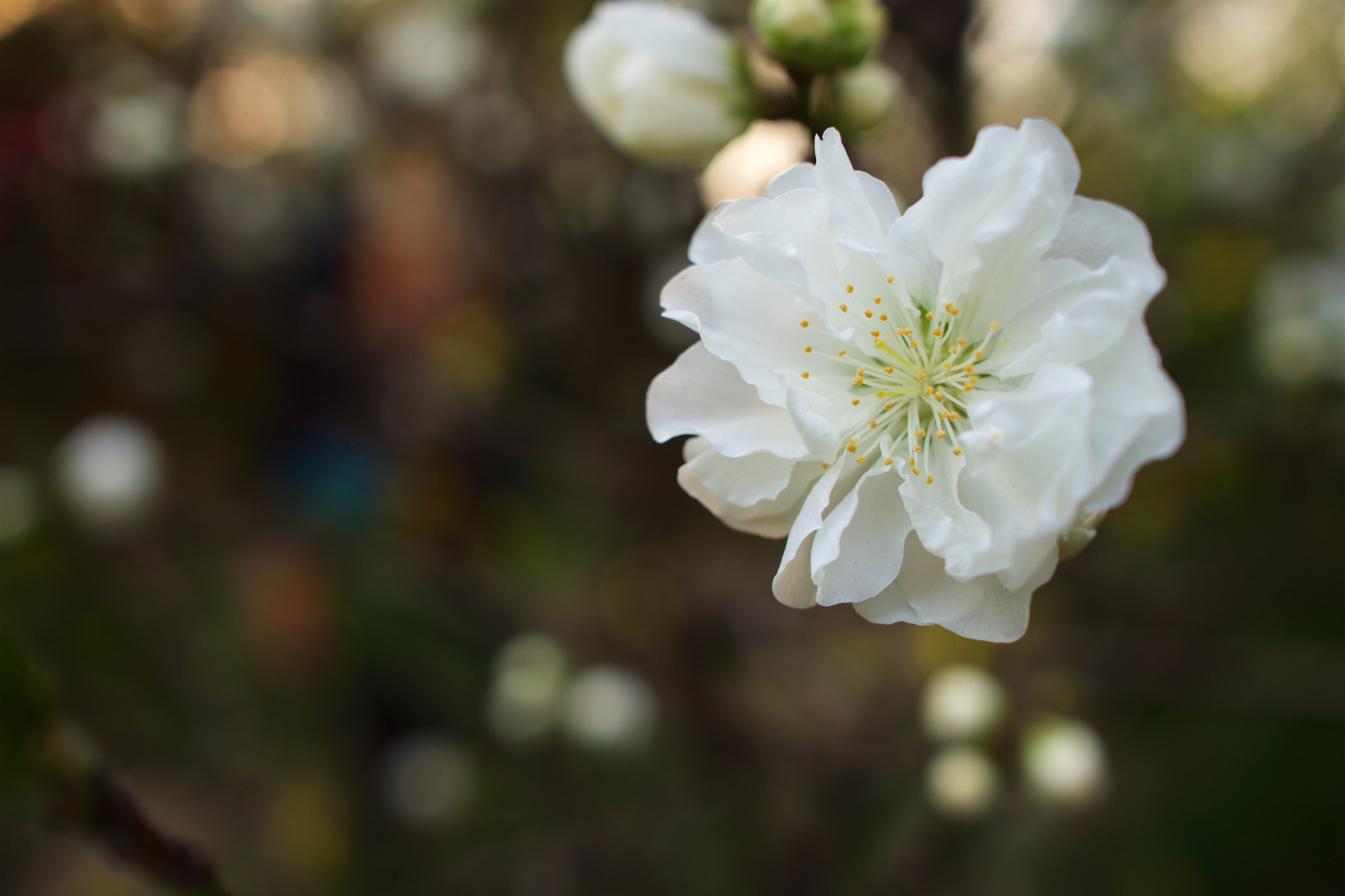 Sony Alpha NEX-7 + Sony Sonnar T* E 24mm F1.8 ZA sample photo. Dsc00977 - 版本 2 photography