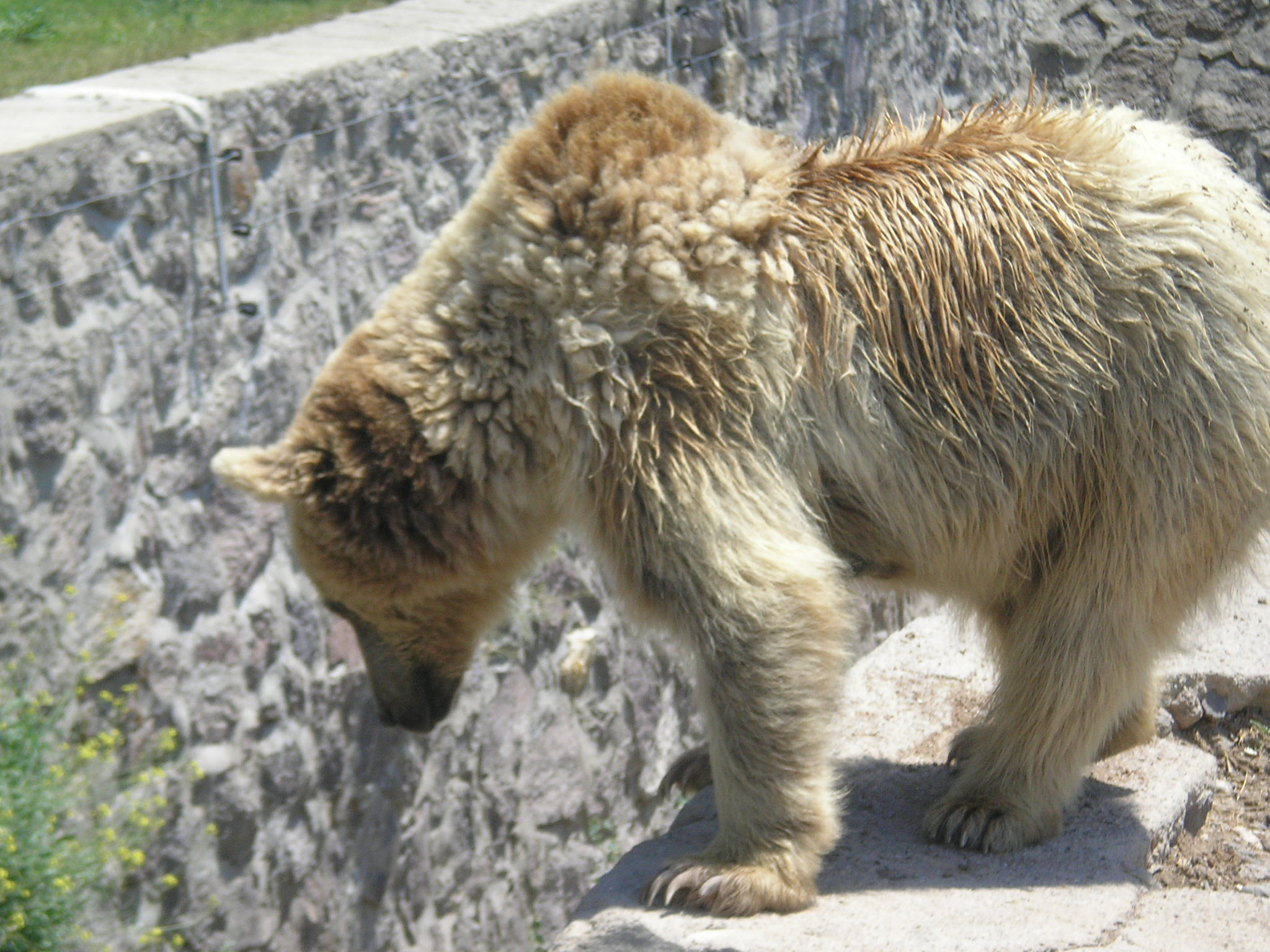 Olympus FE-140,X-725 sample photo. Bear photography