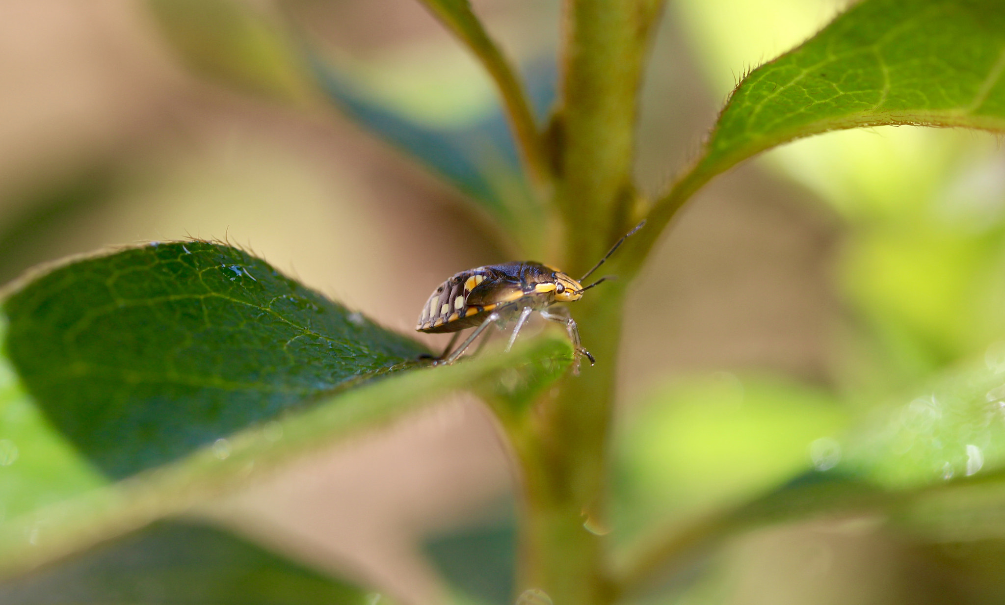 Canon EF-S 60mm F2.8 Macro USM sample photo. My best side photography