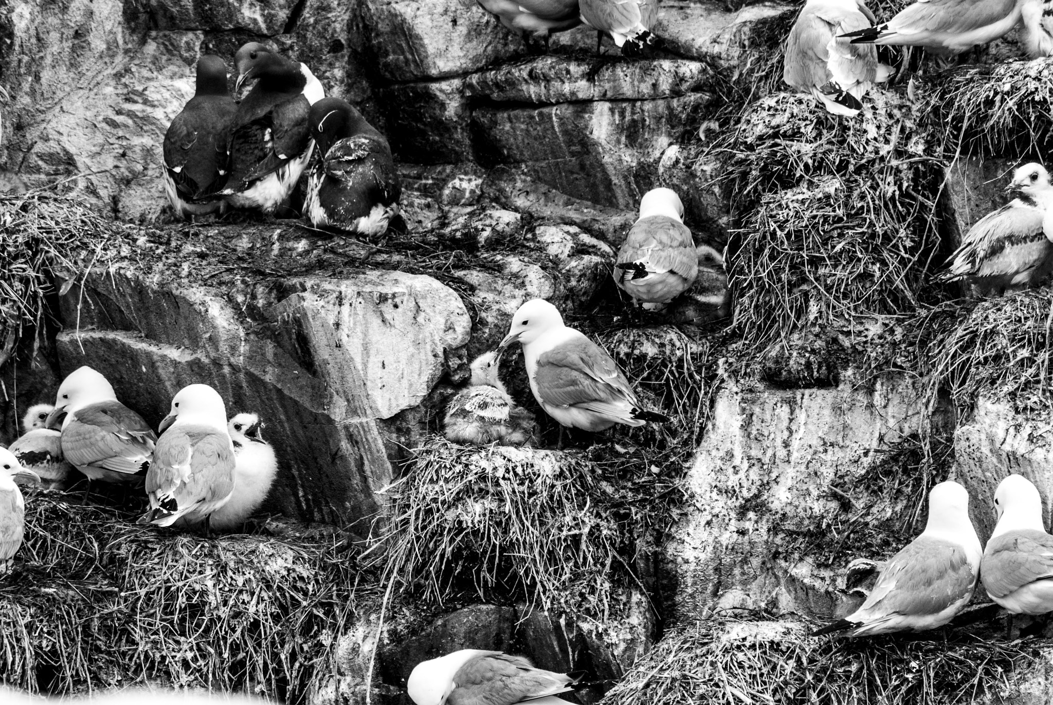 Nikon D200 sample photo. Feeding time photography
