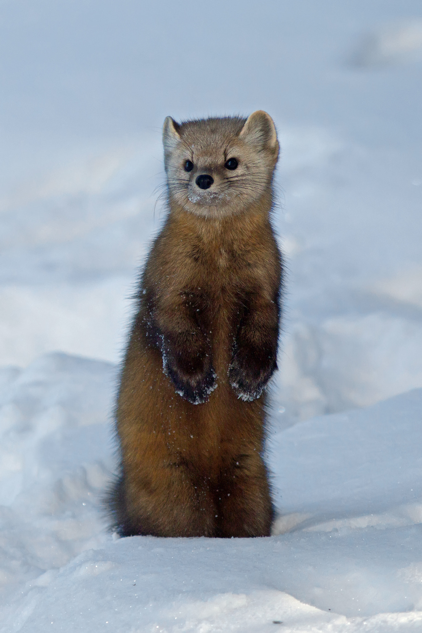 Canon EF 300mm F4L IS USM sample photo. Pine marten 6778 photography