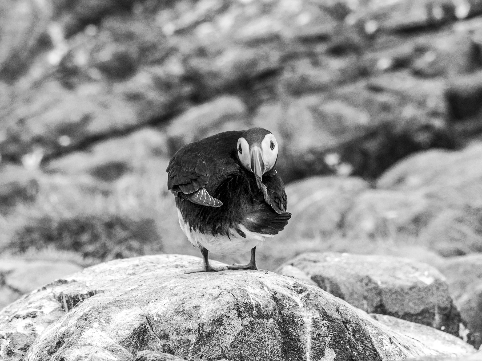 Nikon D200 sample photo. Who is there photography