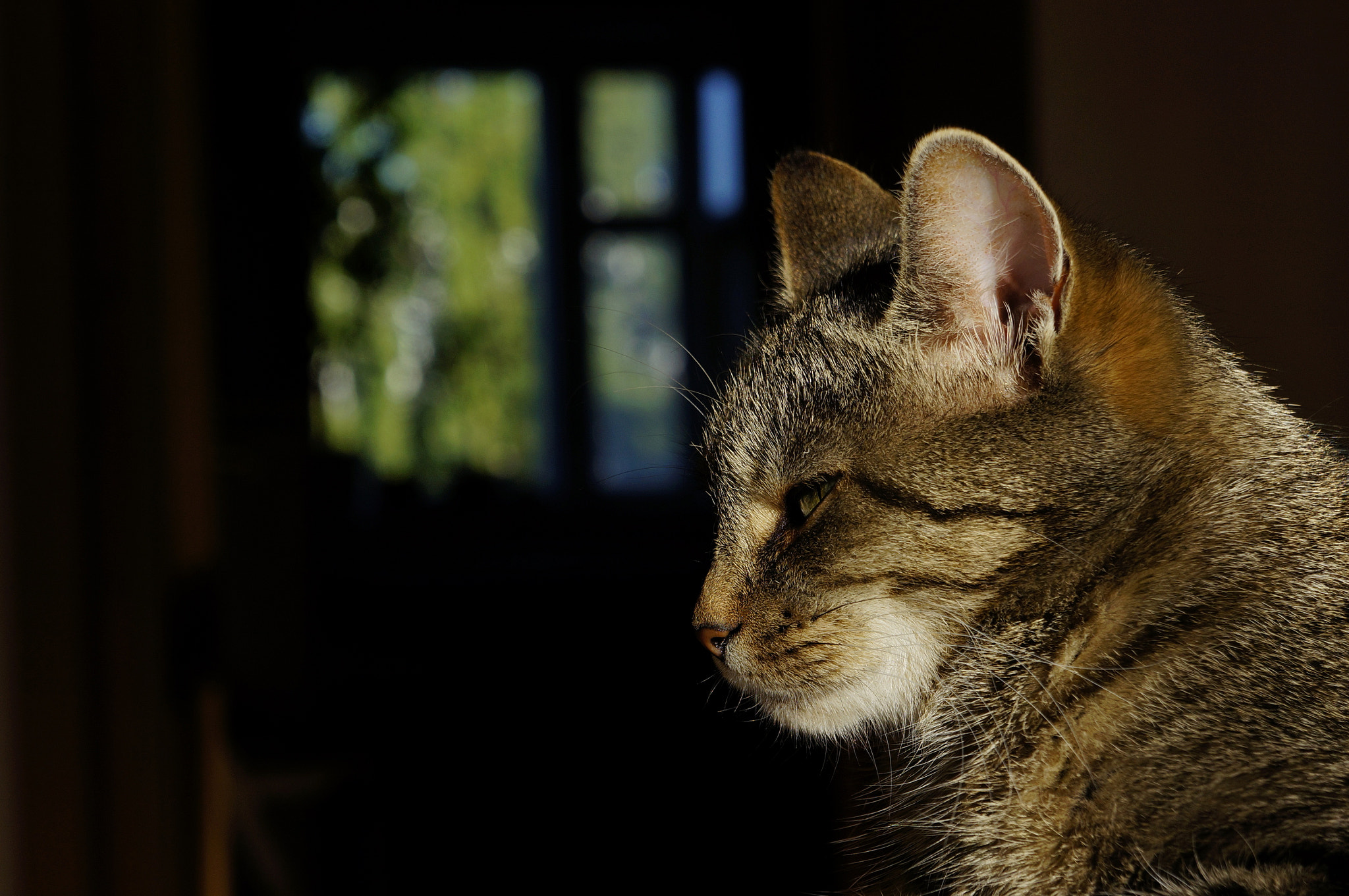 Sony FE 28-70mm F3.5-5.6 OSS sample photo. Cat. photography