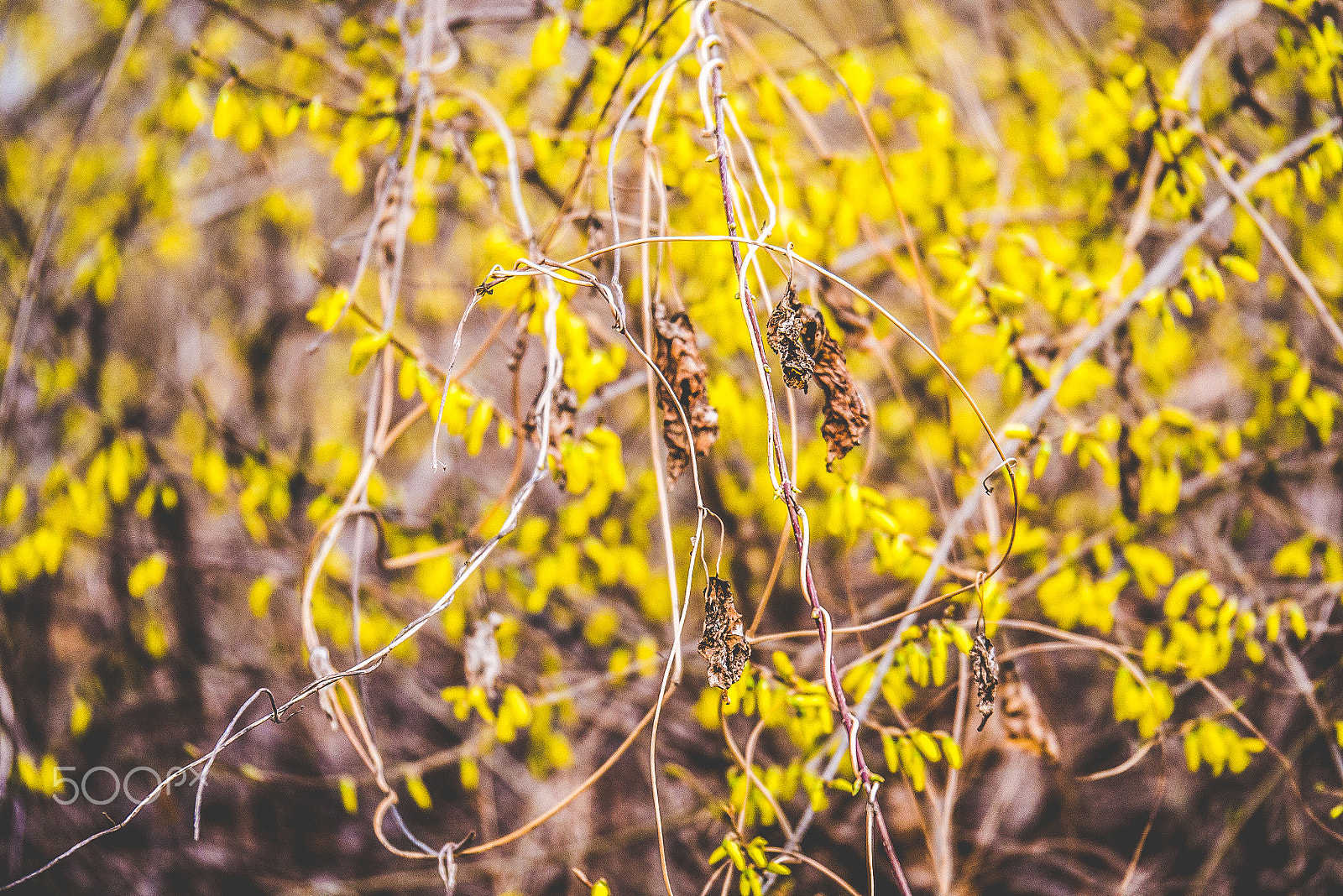 Panasonic Lumix G X Vario 35-100mm F2.8 OIS sample photo. Spring photography