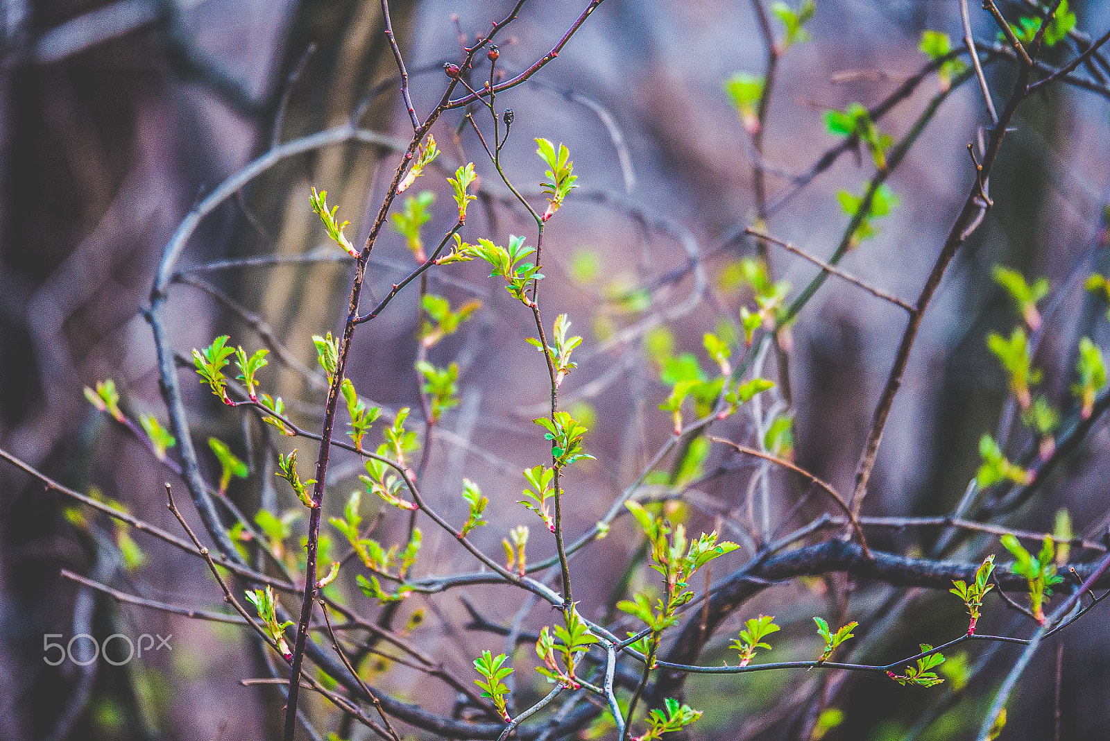Panasonic Lumix G X Vario 35-100mm F2.8 OIS sample photo. Spring photography