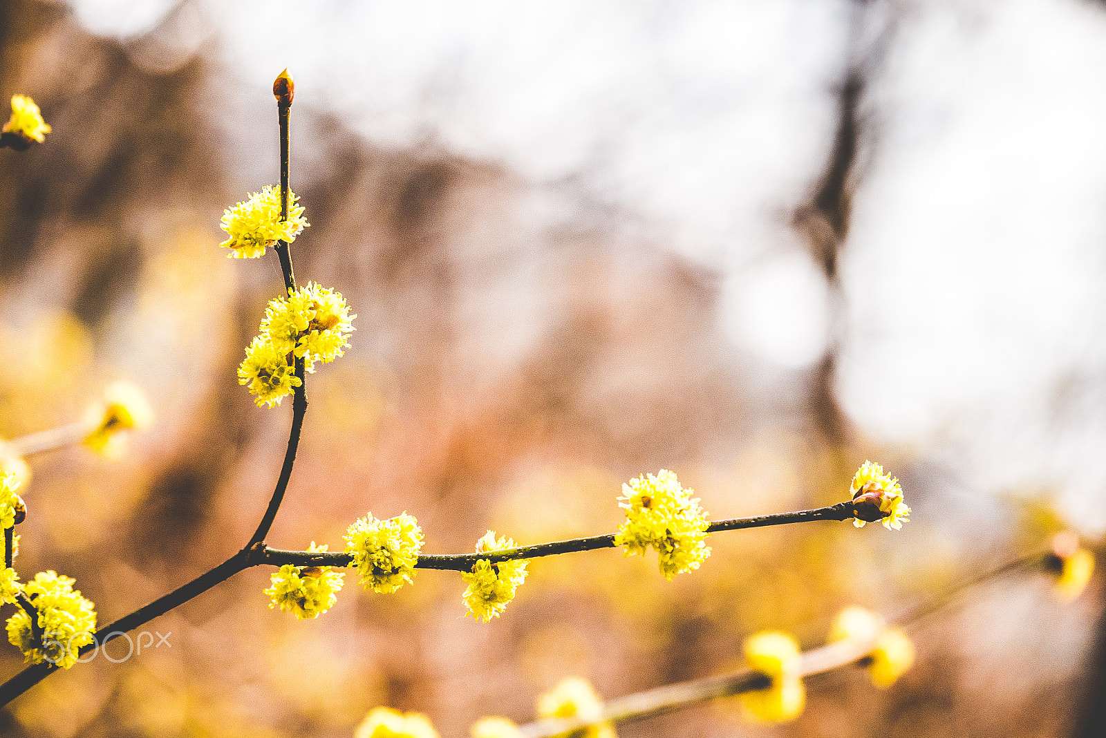 Panasonic Lumix G X Vario 35-100mm F2.8 OIS sample photo. Spring photography