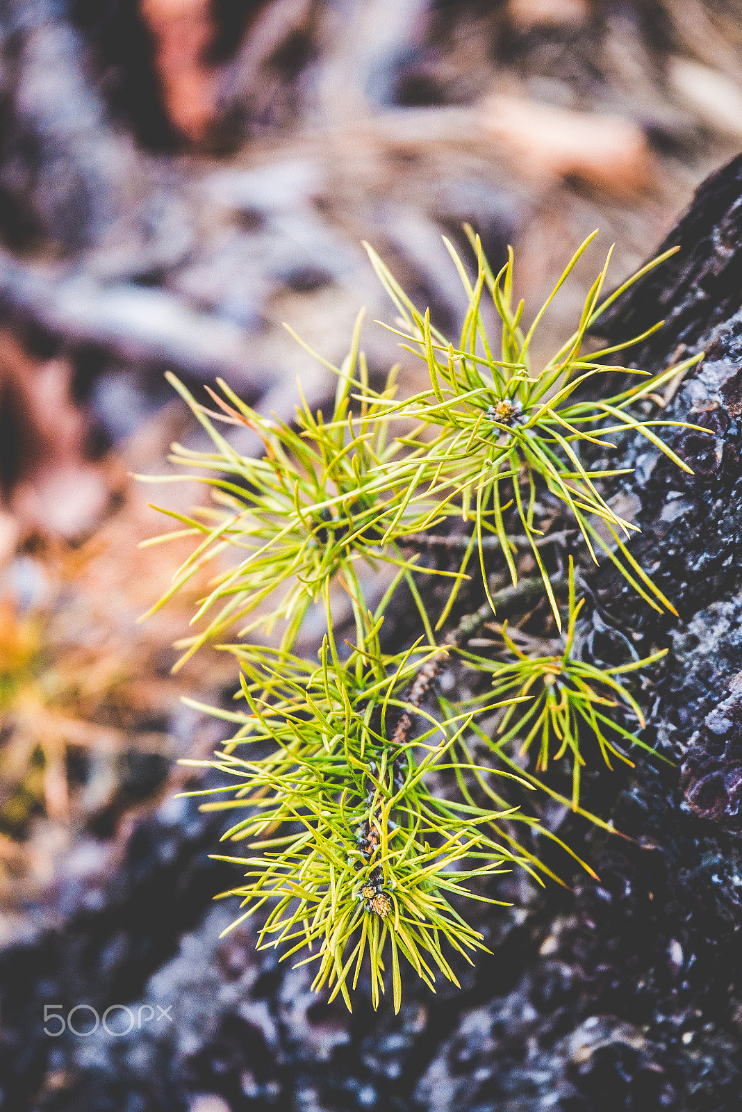 Panasonic Lumix G X Vario 35-100mm F2.8 OIS sample photo. Spring photography