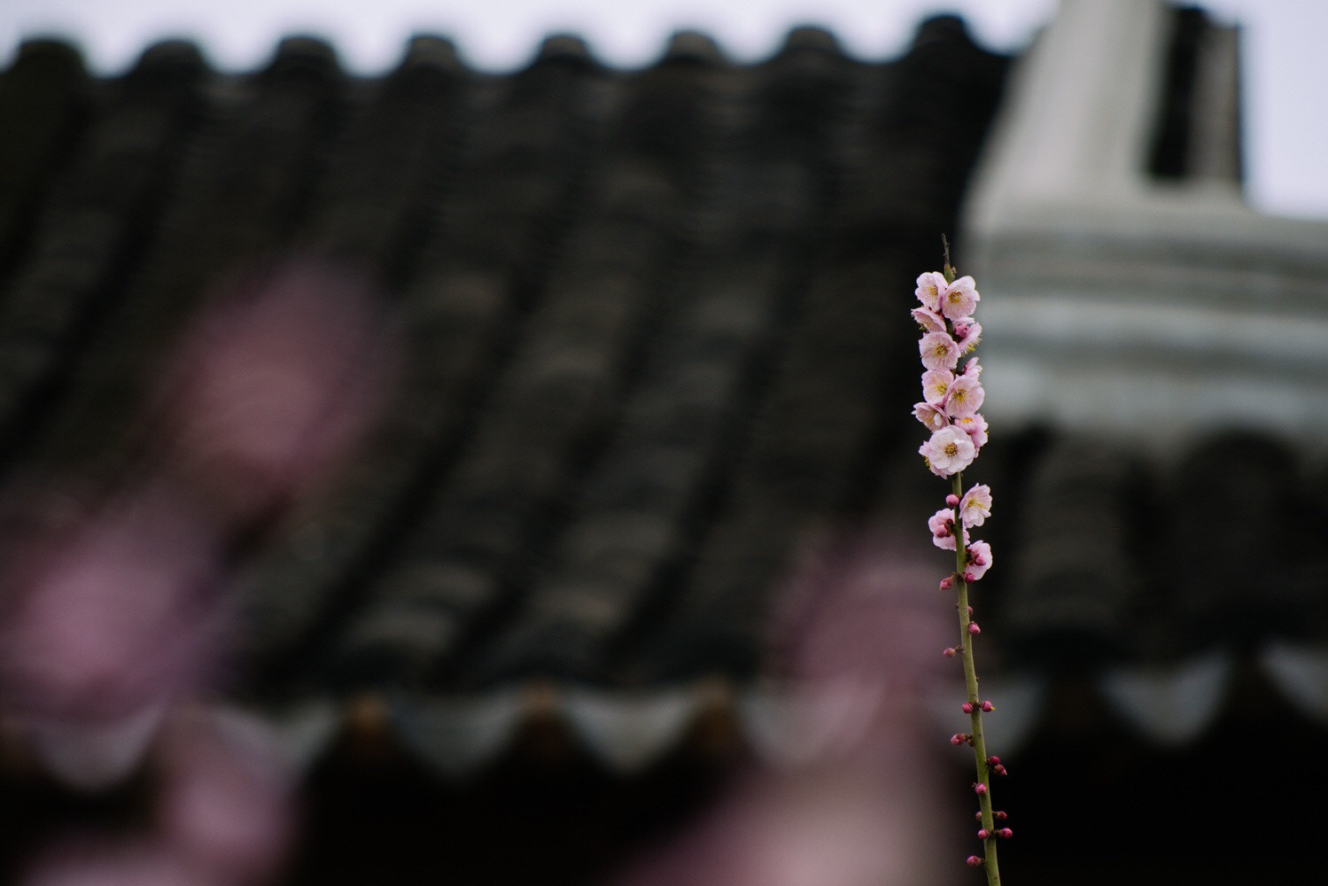 Nikon D800 + AF Nikkor 70-210mm f/4-5.6 sample photo