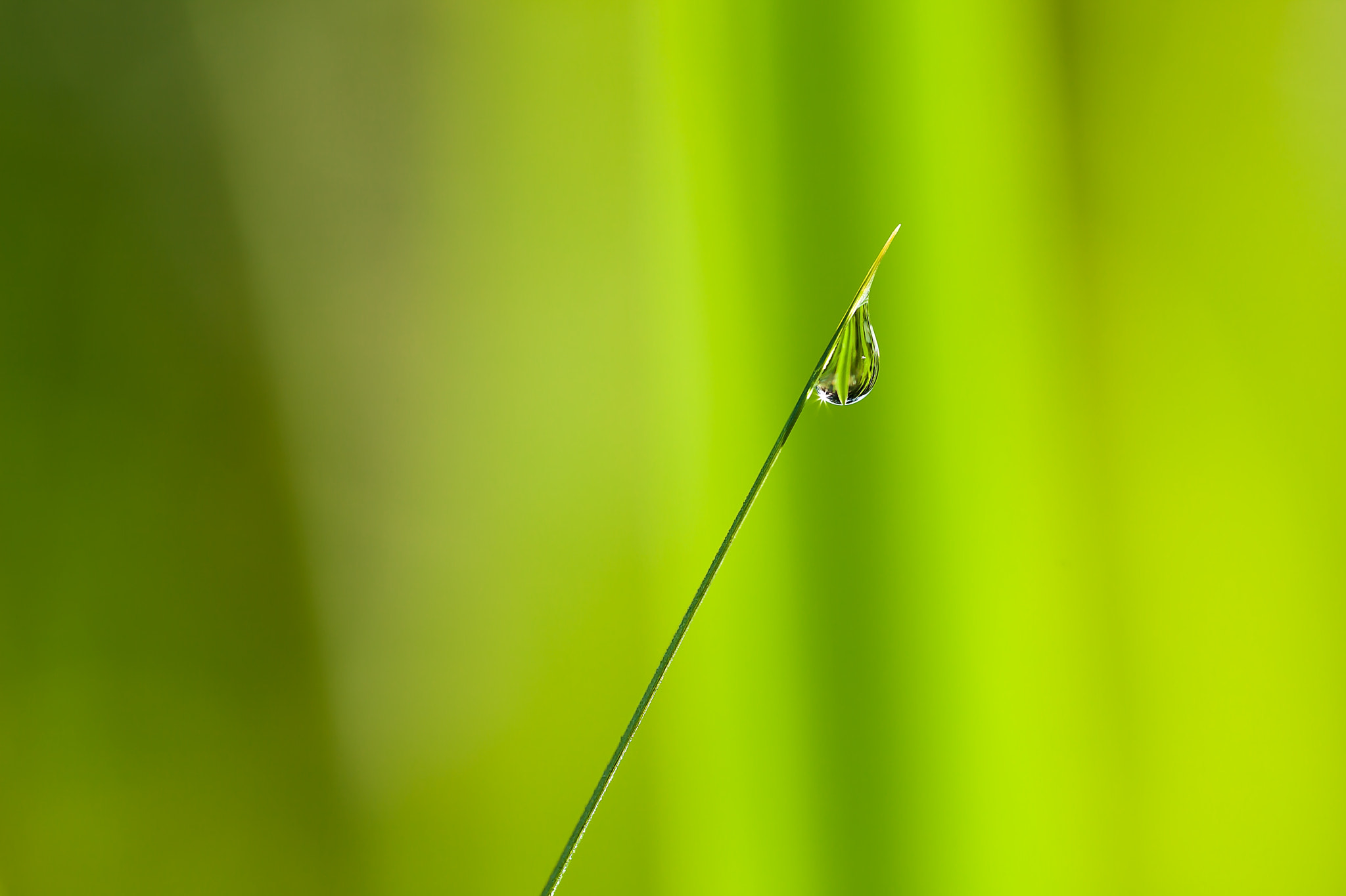 Canon EF 180mm F3.5L Macro USM sample photo. Tautropfen photography