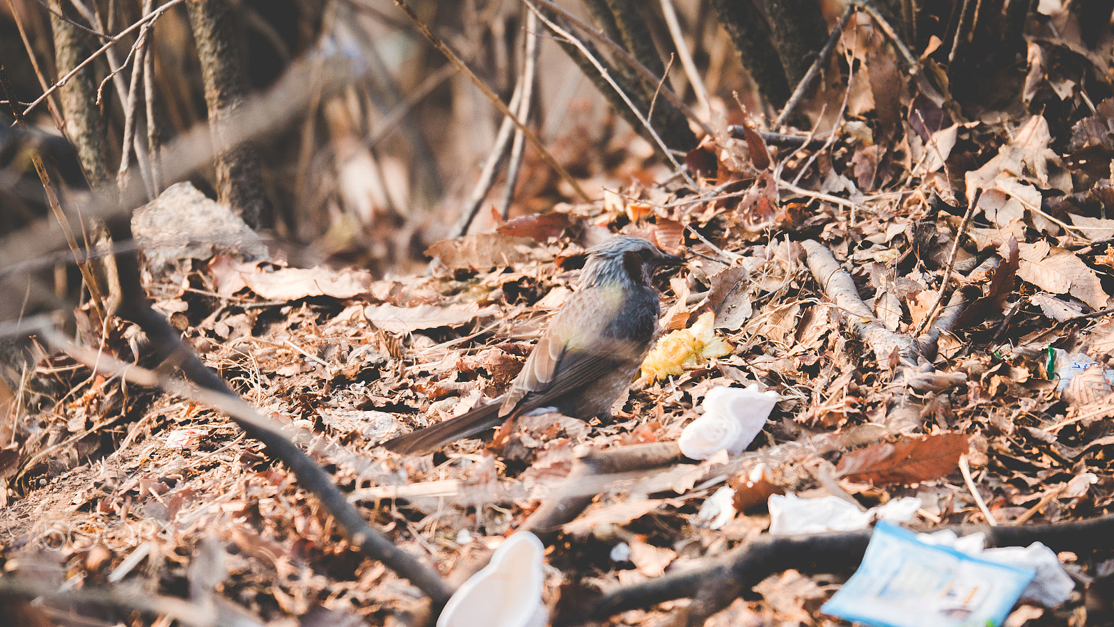 Panasonic Lumix G X Vario 35-100mm F2.8 OIS sample photo. Bird photography