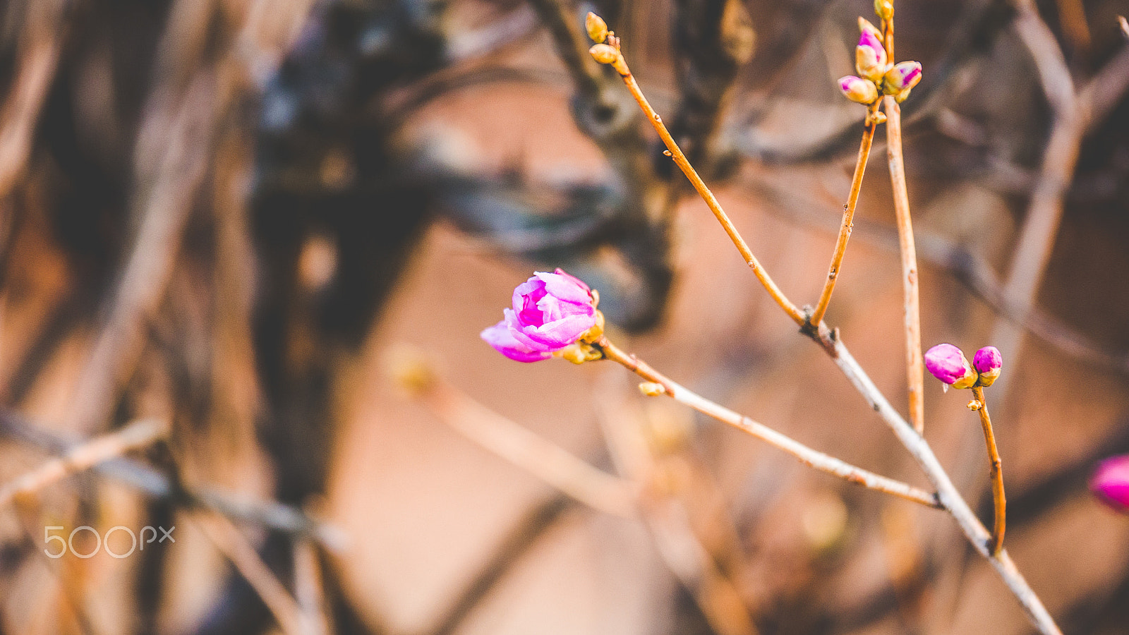 Panasonic Lumix G X Vario 35-100mm F2.8 OIS sample photo. Spring photography
