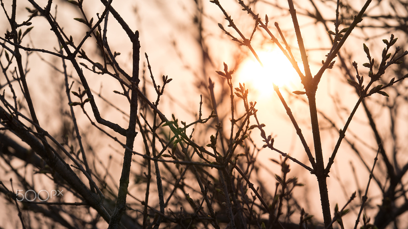 Panasonic Lumix G X Vario 35-100mm F2.8 OIS sample photo. Spring sunshine photography