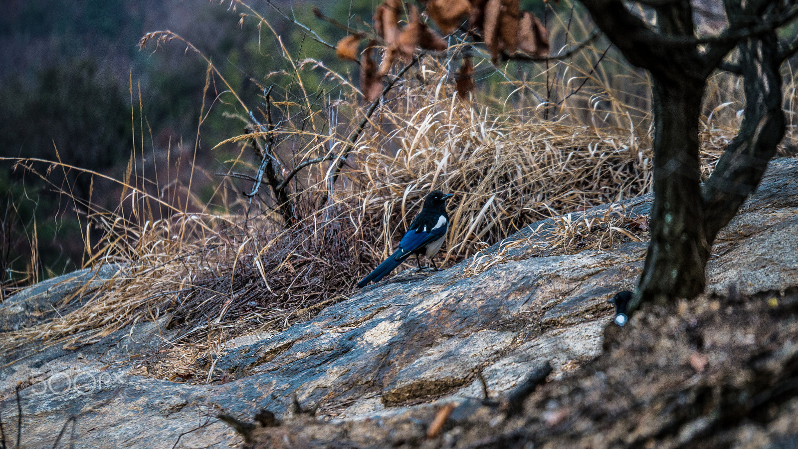 Panasonic Lumix G X Vario 35-100mm F2.8 OIS sample photo. Bird photography