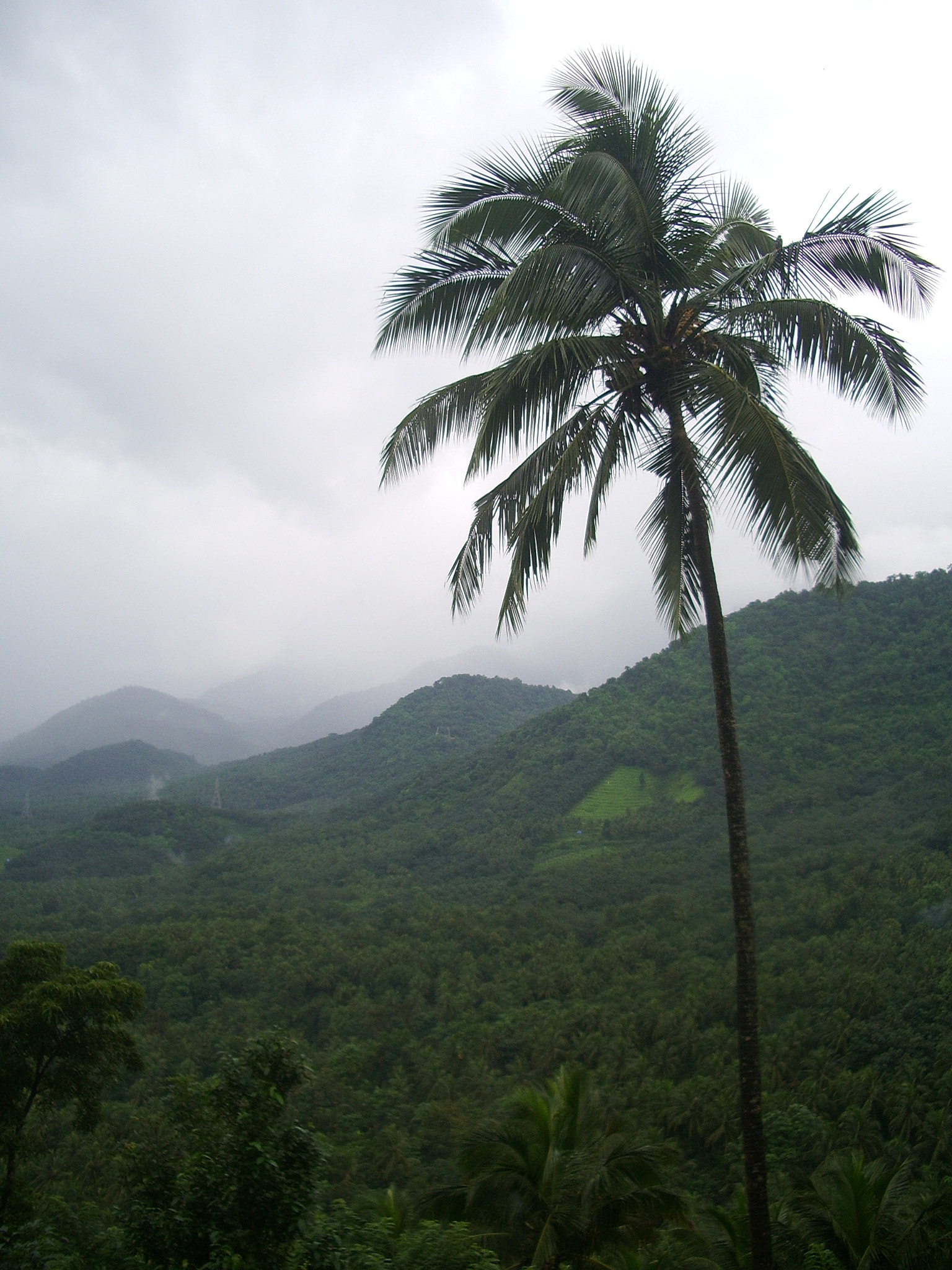 Pentax OPTIO S50 sample photo. Wayanad coconut tree photography