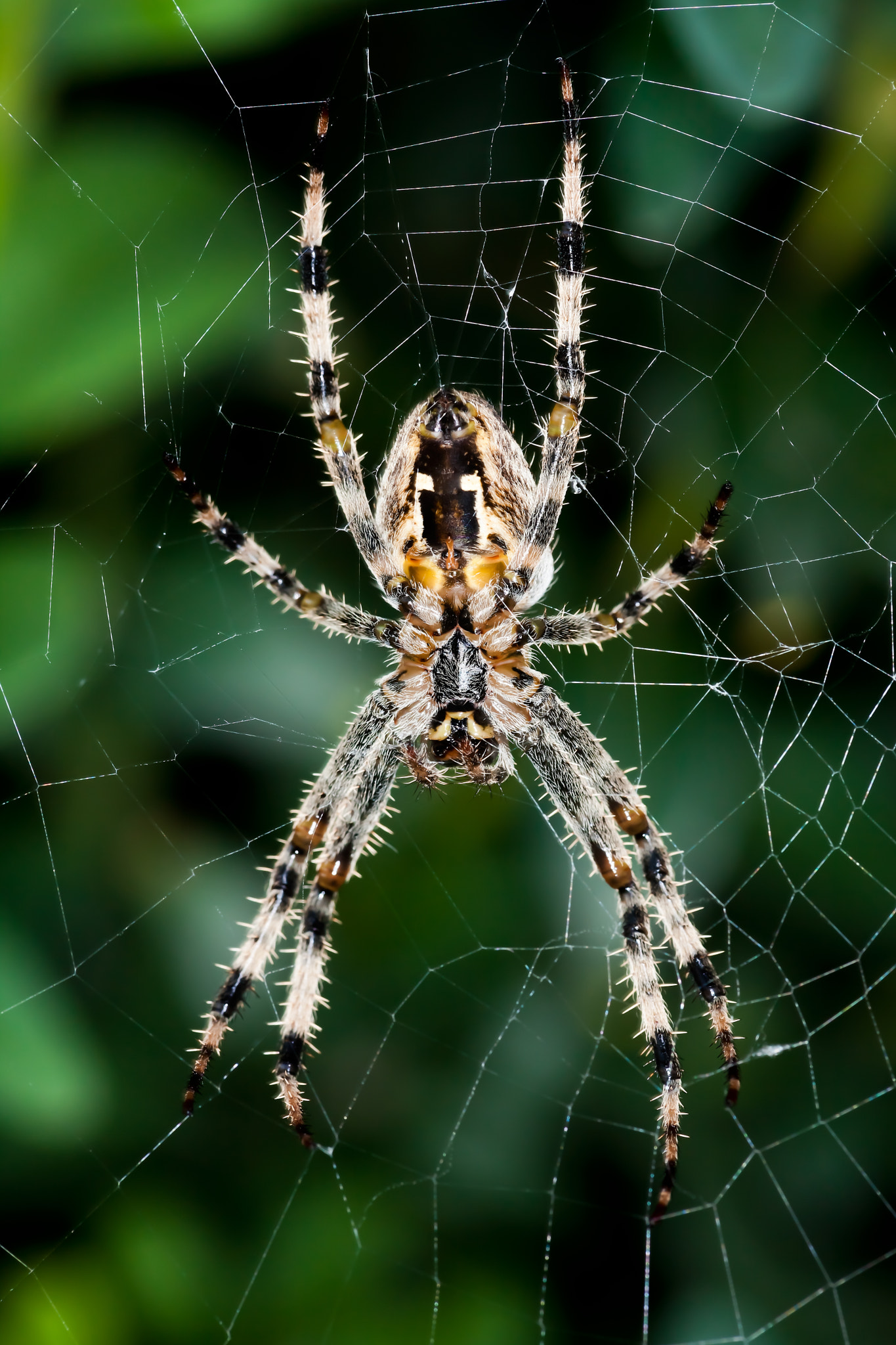Canon EF 180mm F3.5L Macro USM sample photo. Kreuzspinne photography