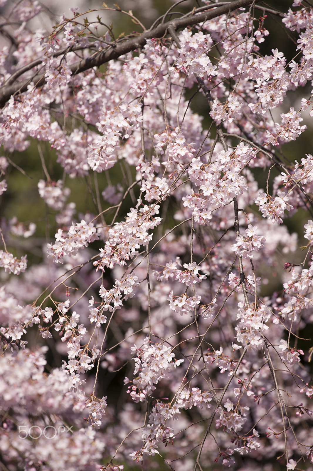Canon EOS-1Ds Mark III sample photo. Shidare-zakura photography