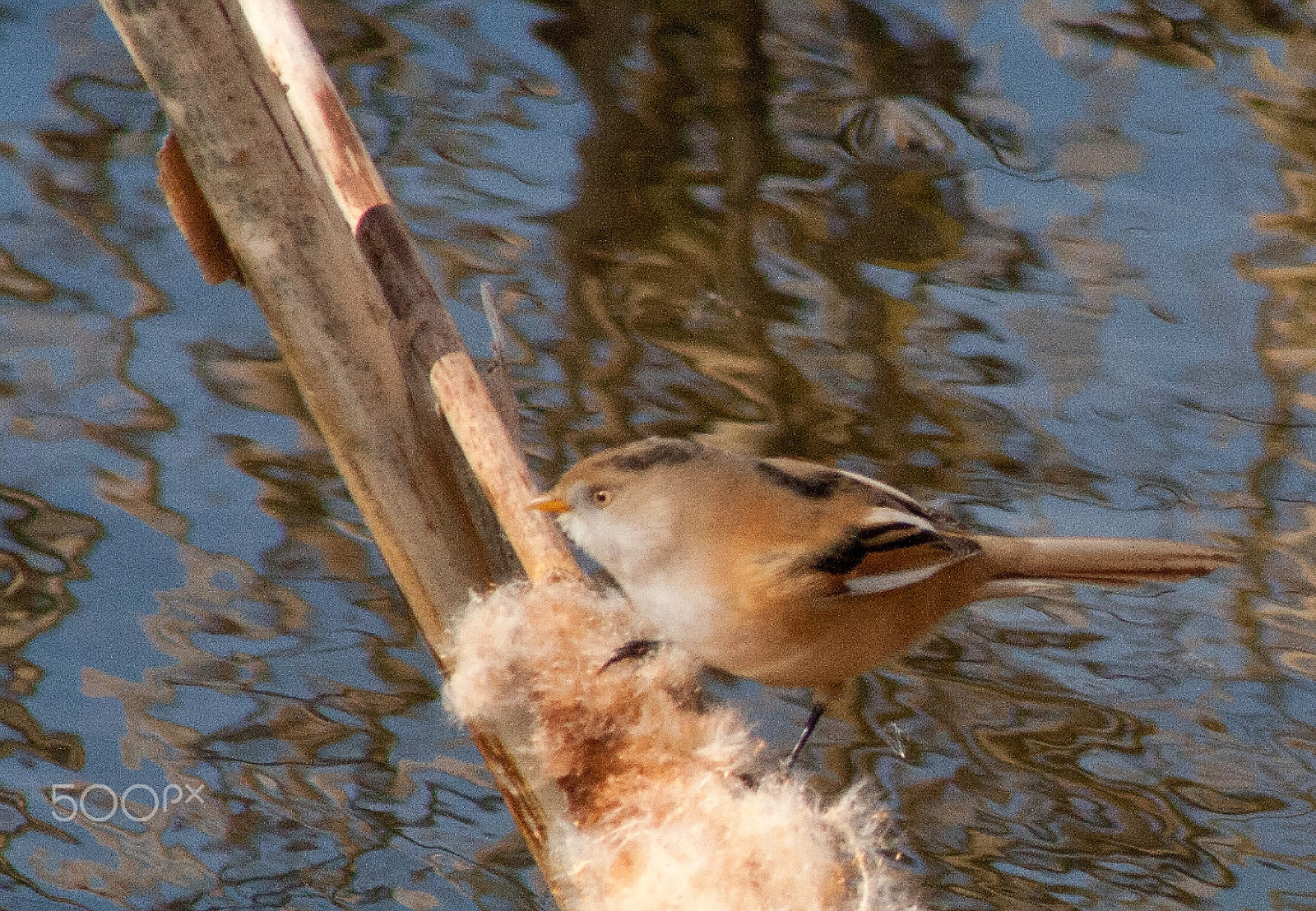 Canon EF 75-300mm f/4-5.6 USM sample photo. Female bearded reedling photography