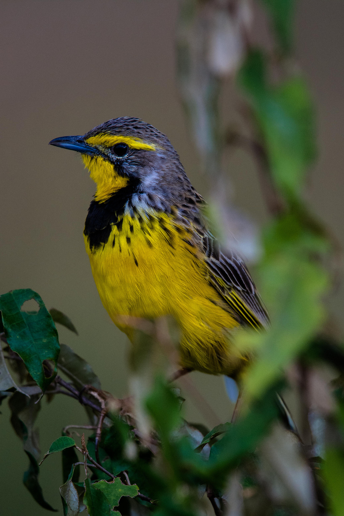Nikon D7100 + Nikon Nikkor AF-S 300mm F4E PF ED VR sample photo. Yellow-throated longclaw photography