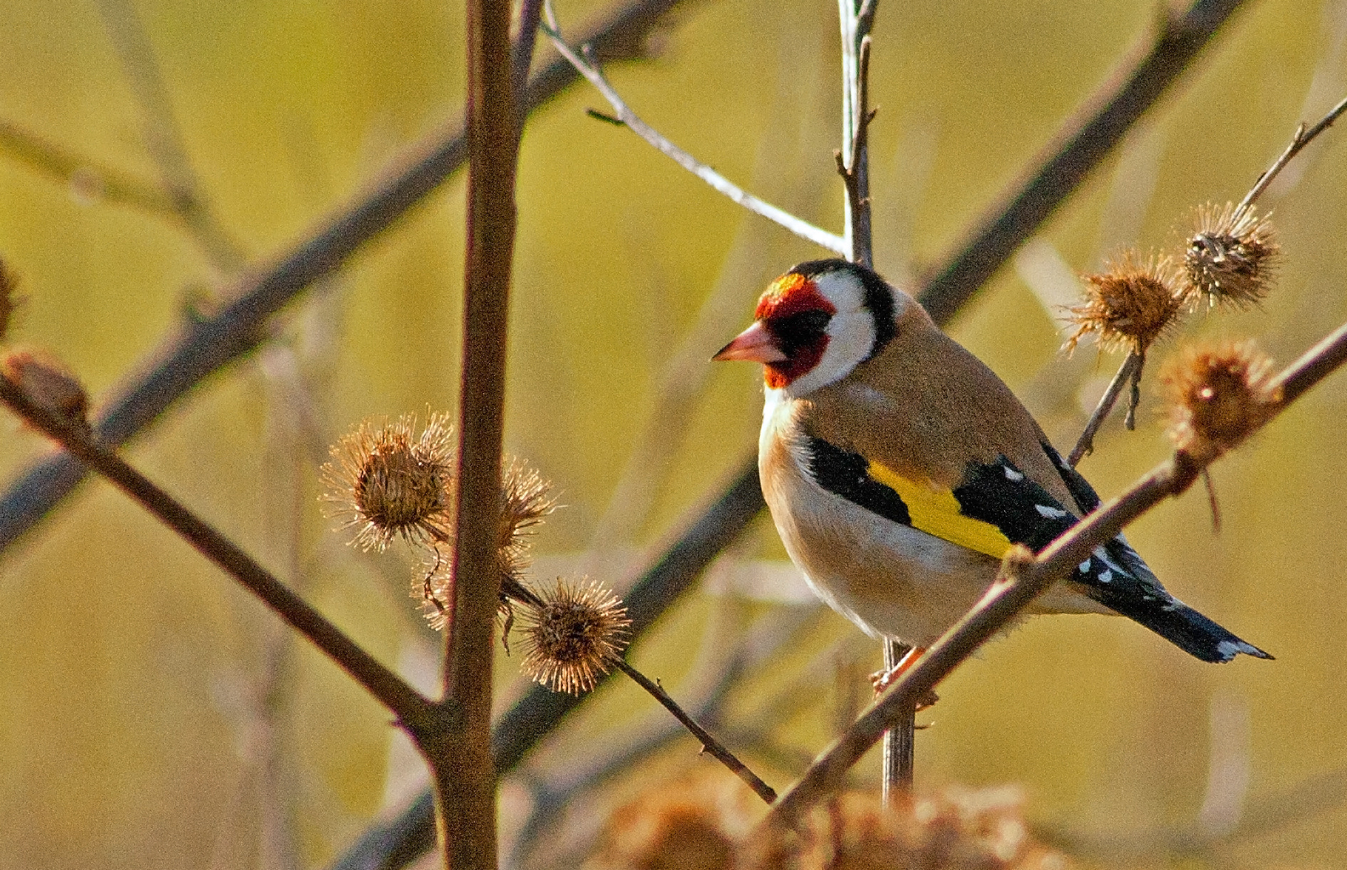Canon EF 75-300mm f/4-5.6 USM sample photo. Goldfinch photography