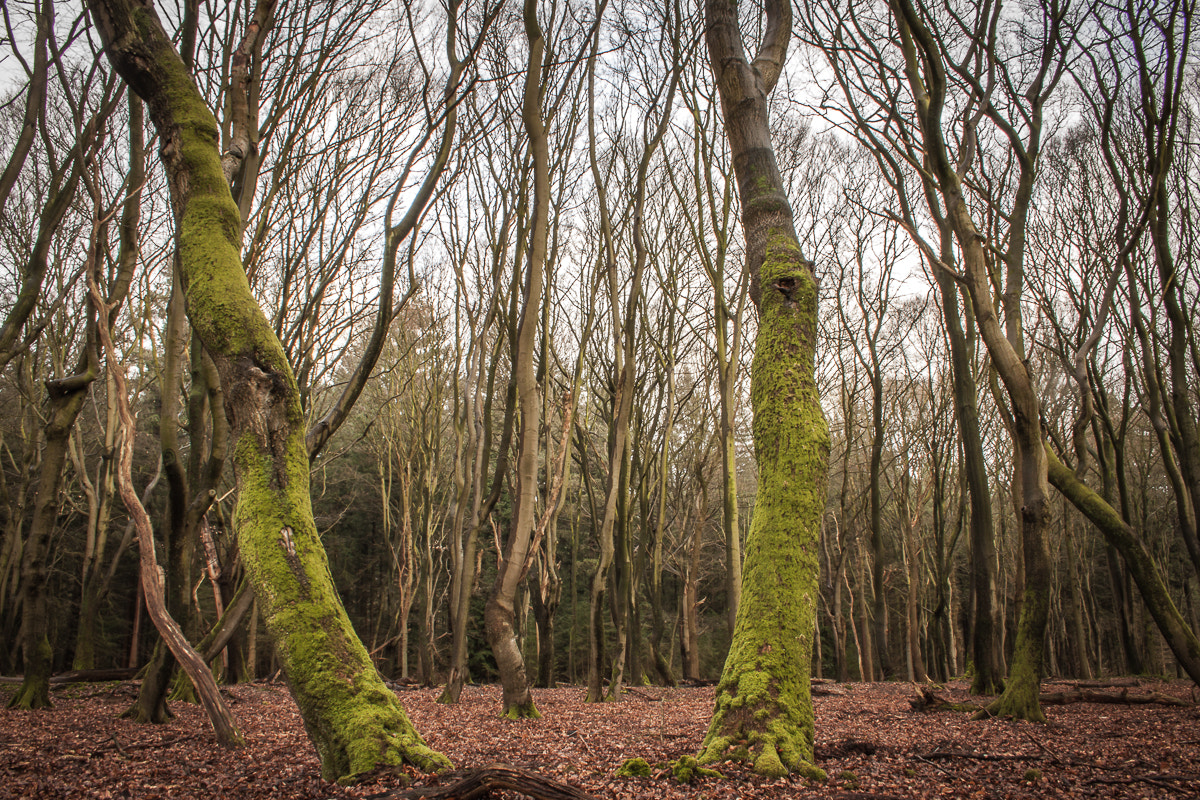Canon EF-S 18-55mm F3.5-5.6 sample photo. The dancing forest photography