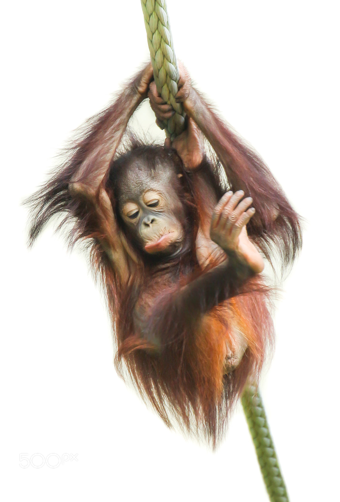 Canon EF 70-300mm F4-5.6L IS USM sample photo. Sad looking orangutan photography