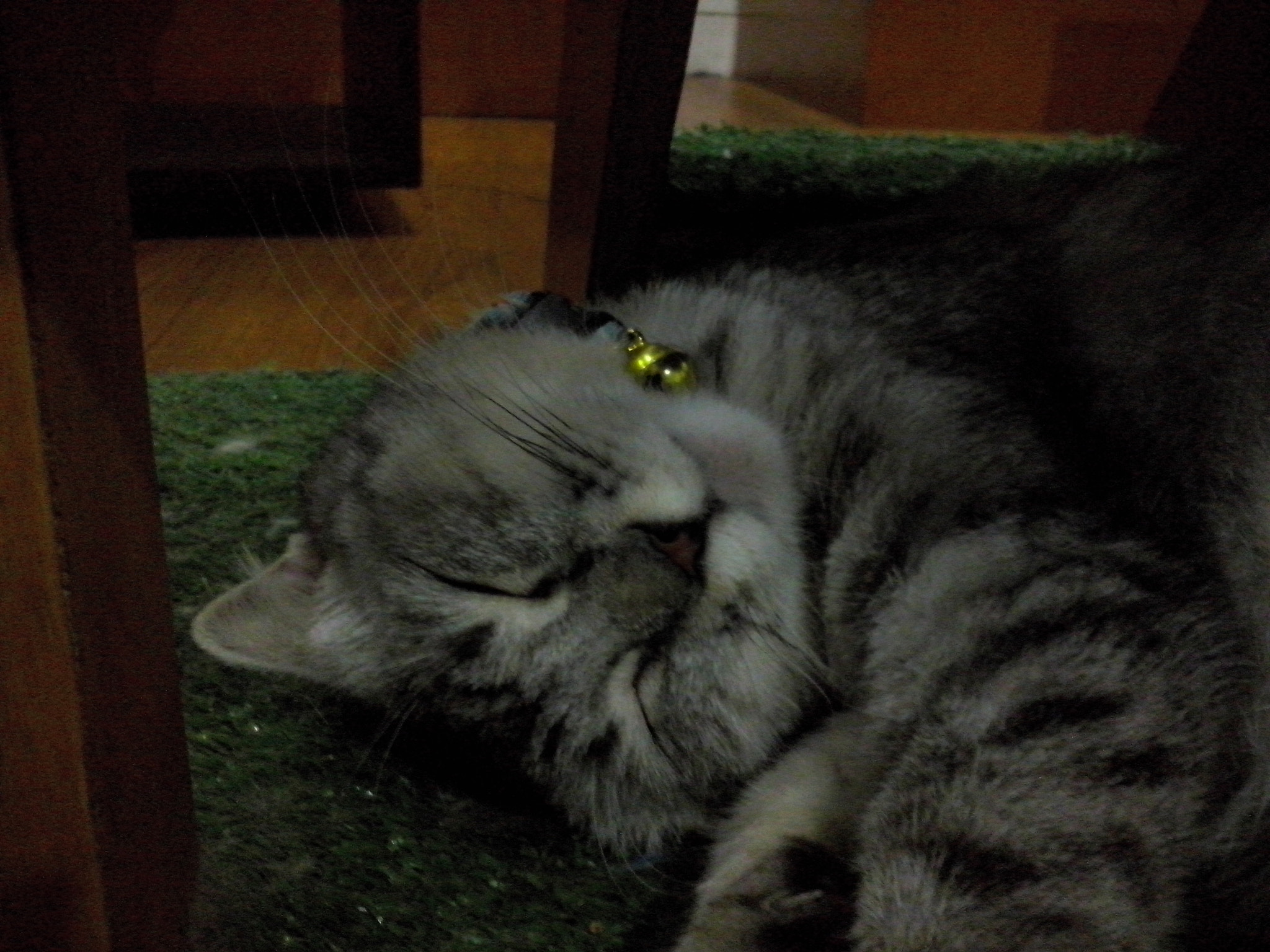 LG OPTIMUS L5 II sample photo. Sleeping beauty photography