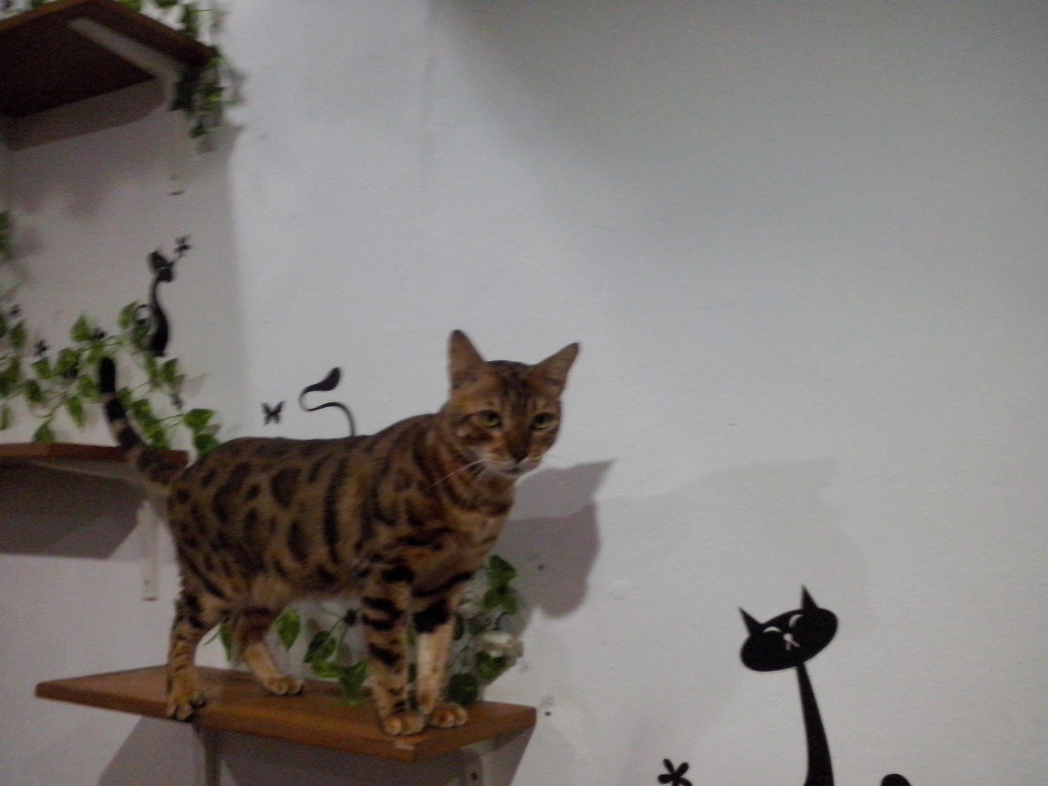 LG OPTIMUS L5 II sample photo. Cat on top photography