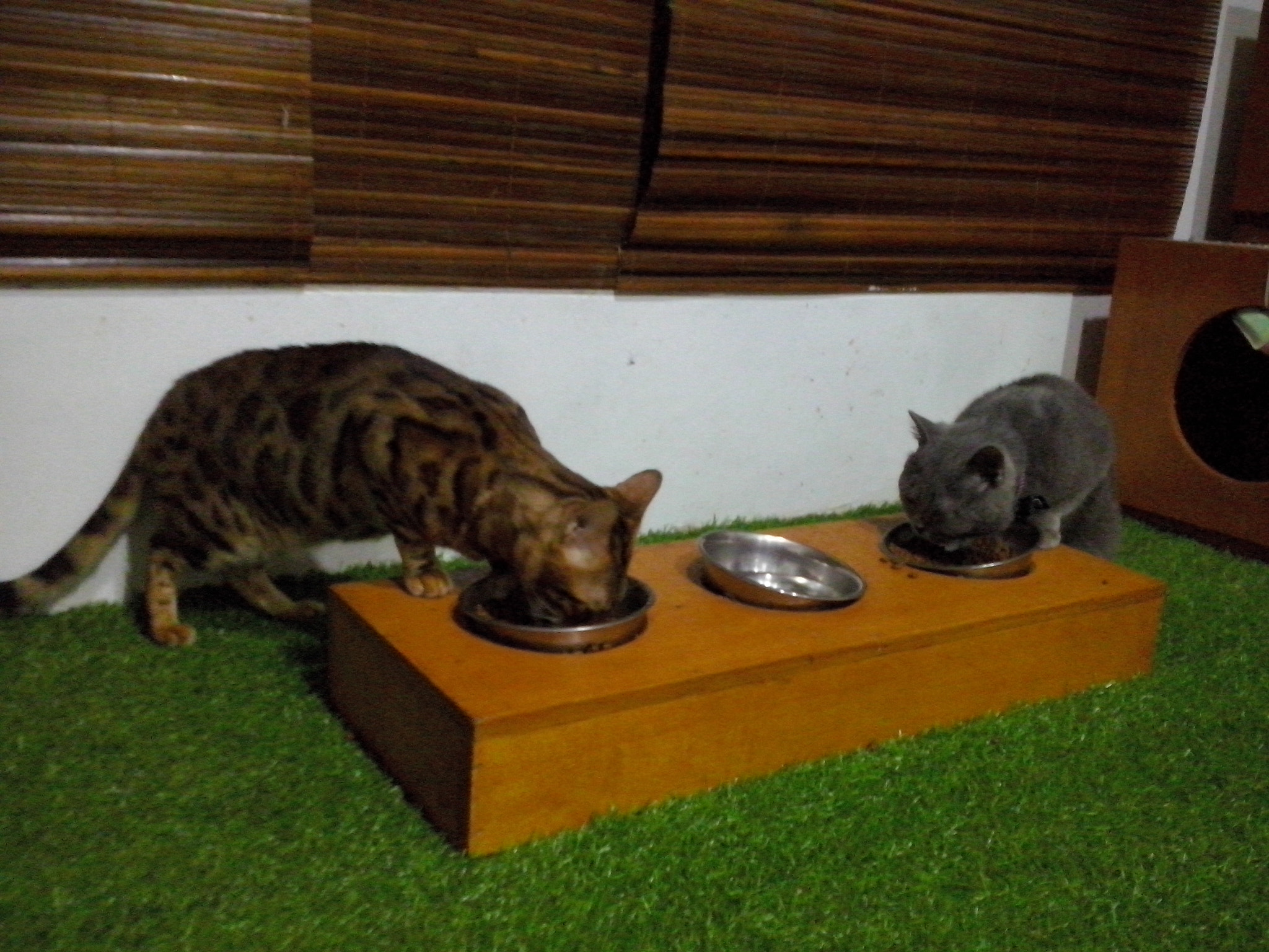 LG OPTIMUS L5 II sample photo. Eating together photography