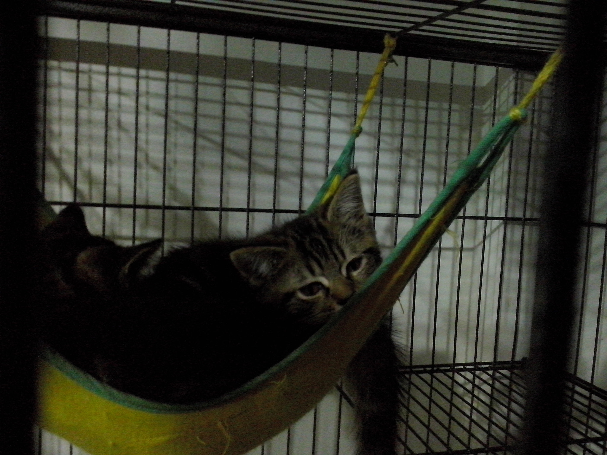 LG OPTIMUS L5 II sample photo. On a swing photography