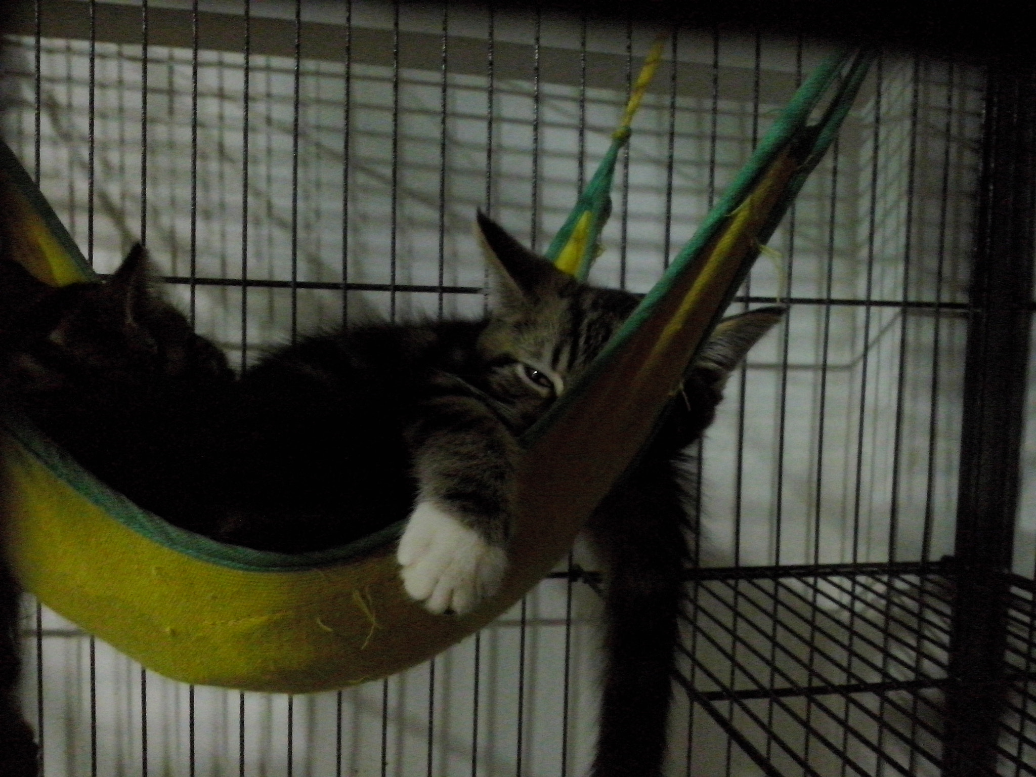 LG OPTIMUS L5 II sample photo. Kitten peeping photography