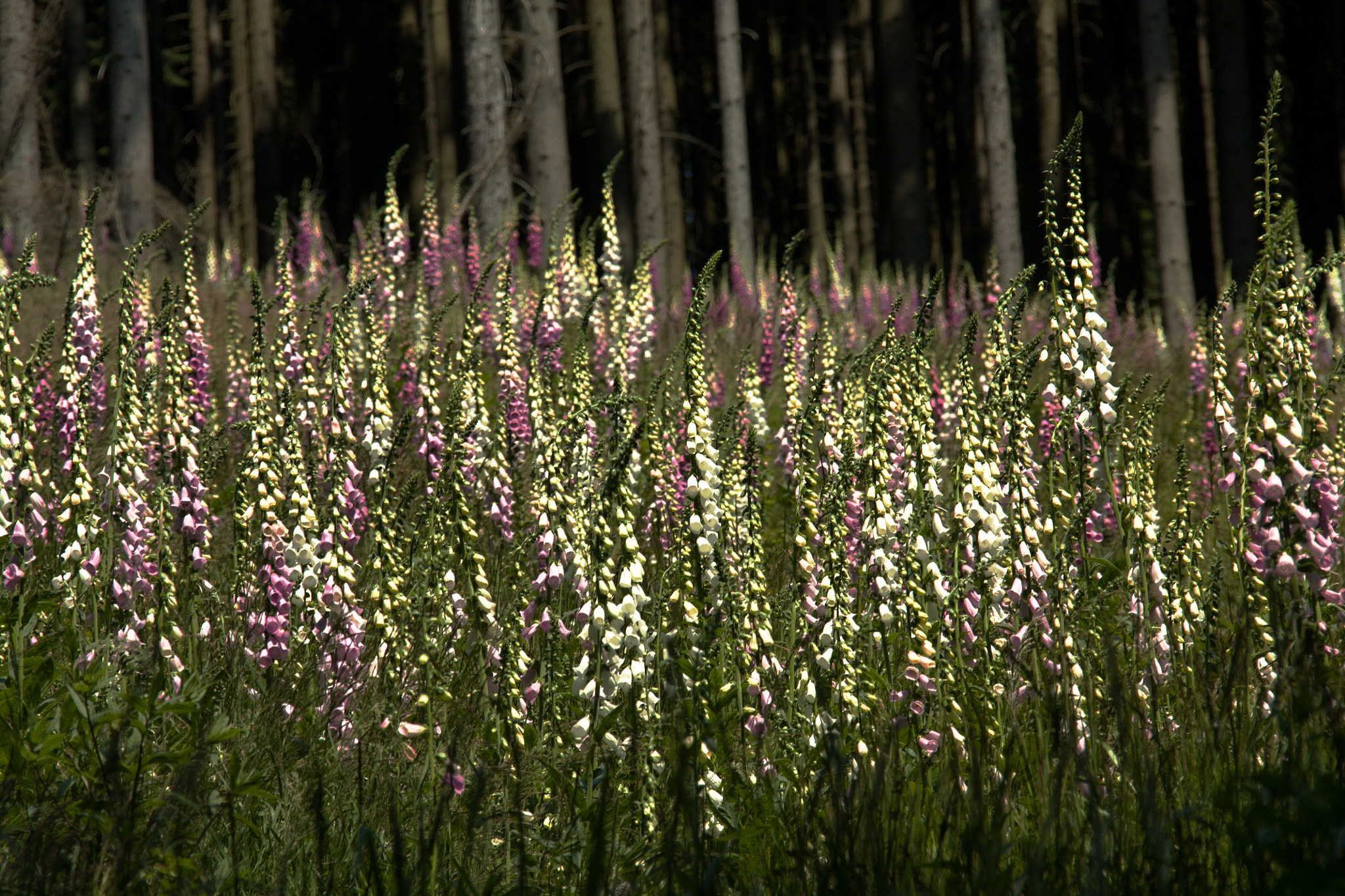 18.00 - 200.00 mm sample photo. Pomezky () photography