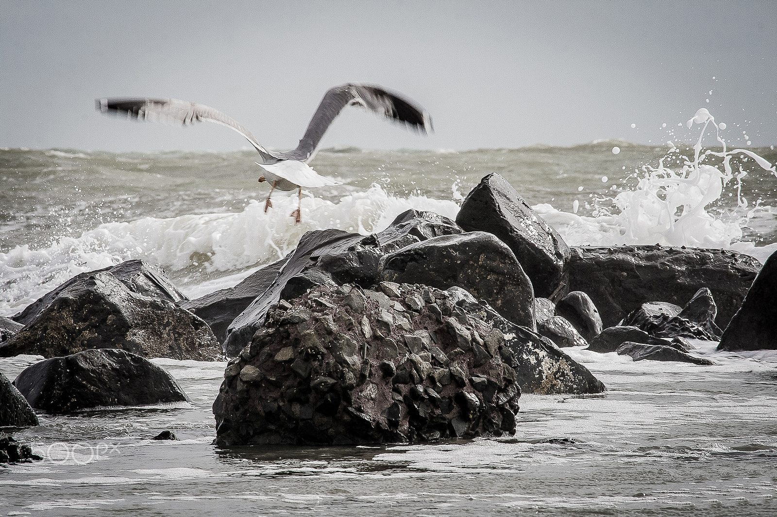 Canon EOS 400D (EOS Digital Rebel XTi / EOS Kiss Digital X) sample photo. Seagull in the waves photography