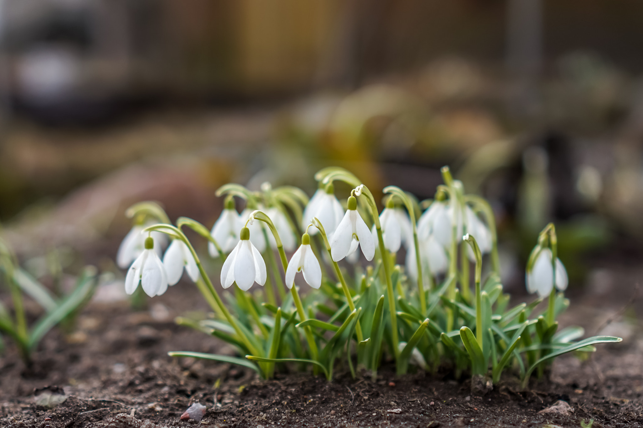 Sony Alpha a5000 (ILCE 5000) + Sony E 35mm F1.8 OSS sample photo. Snowdrops photography