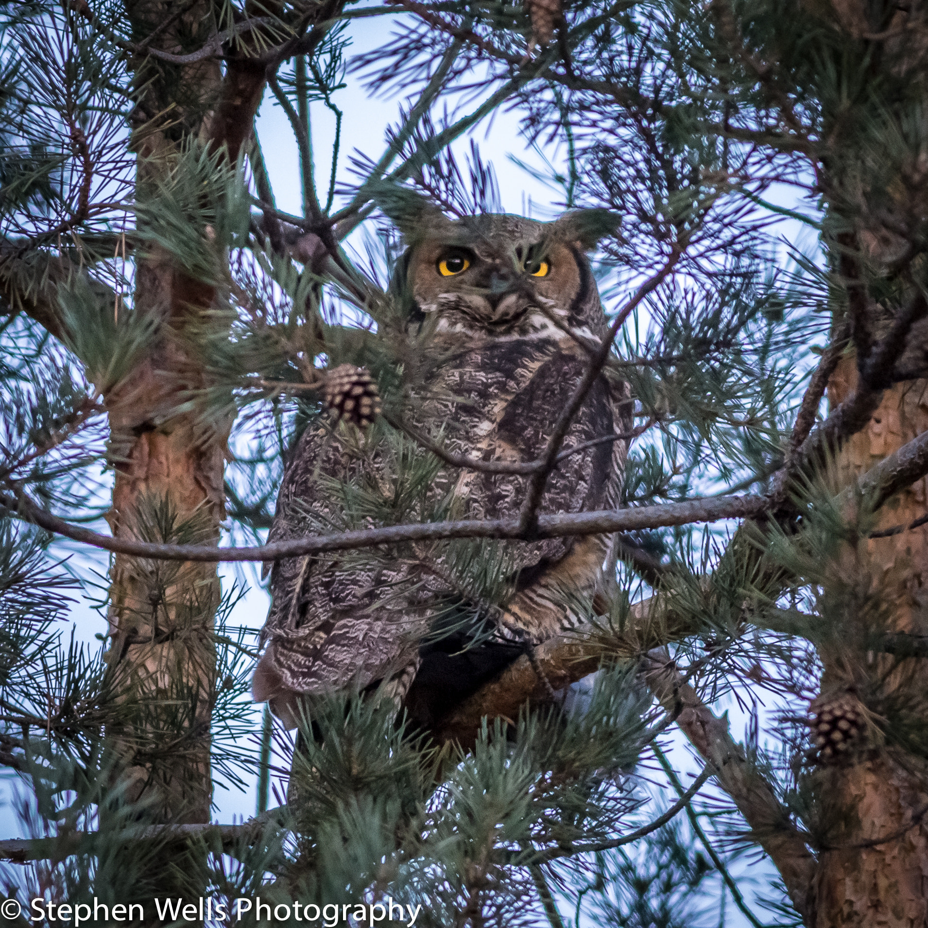 Canon EOS 6D + Canon EF 400mm F5.6L USM sample photo. Time for a nap! photography