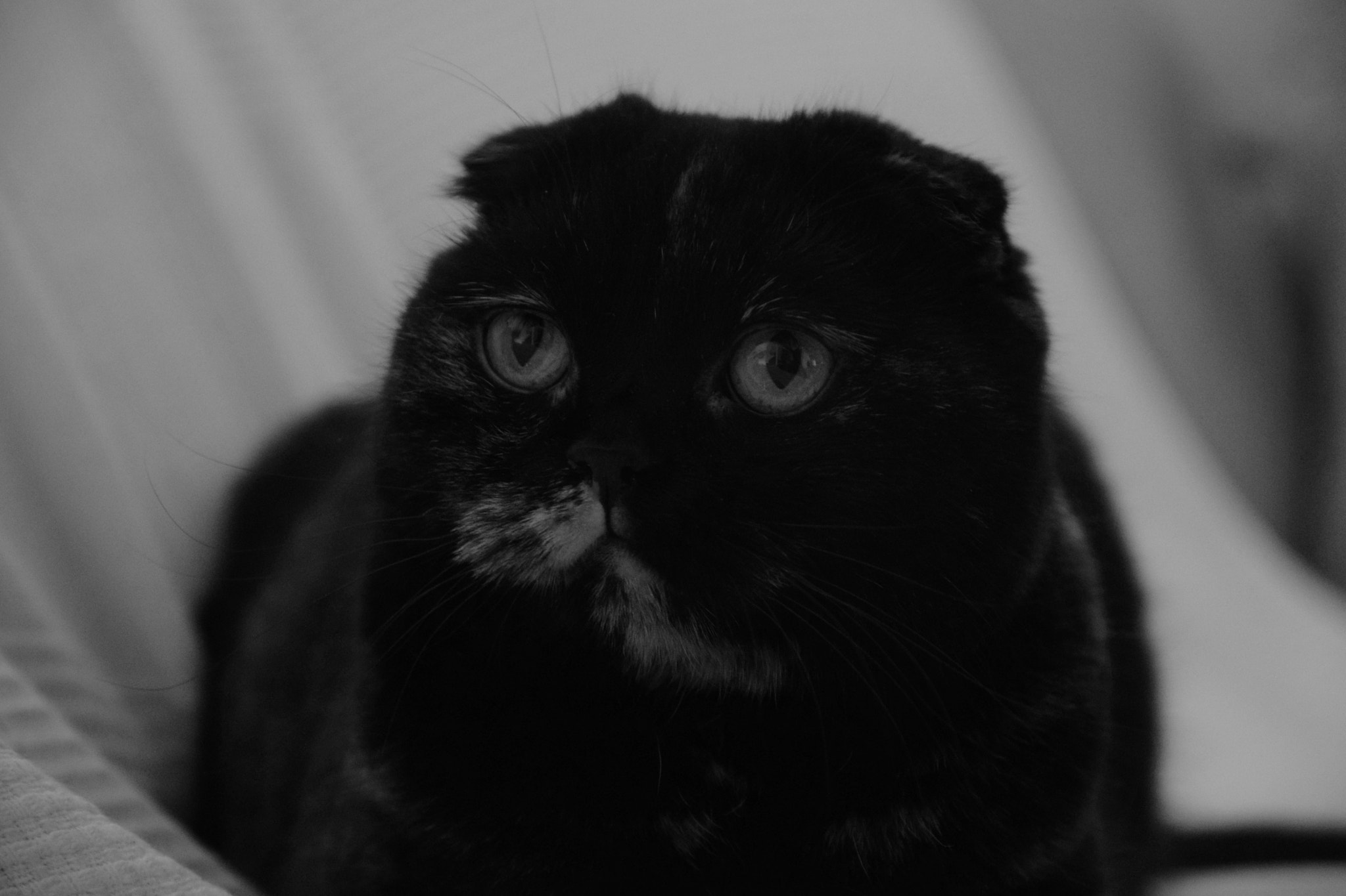 Sigma 17-70mm F2.8-4 DC Macro OS HSM | C sample photo. Marla the cat photography