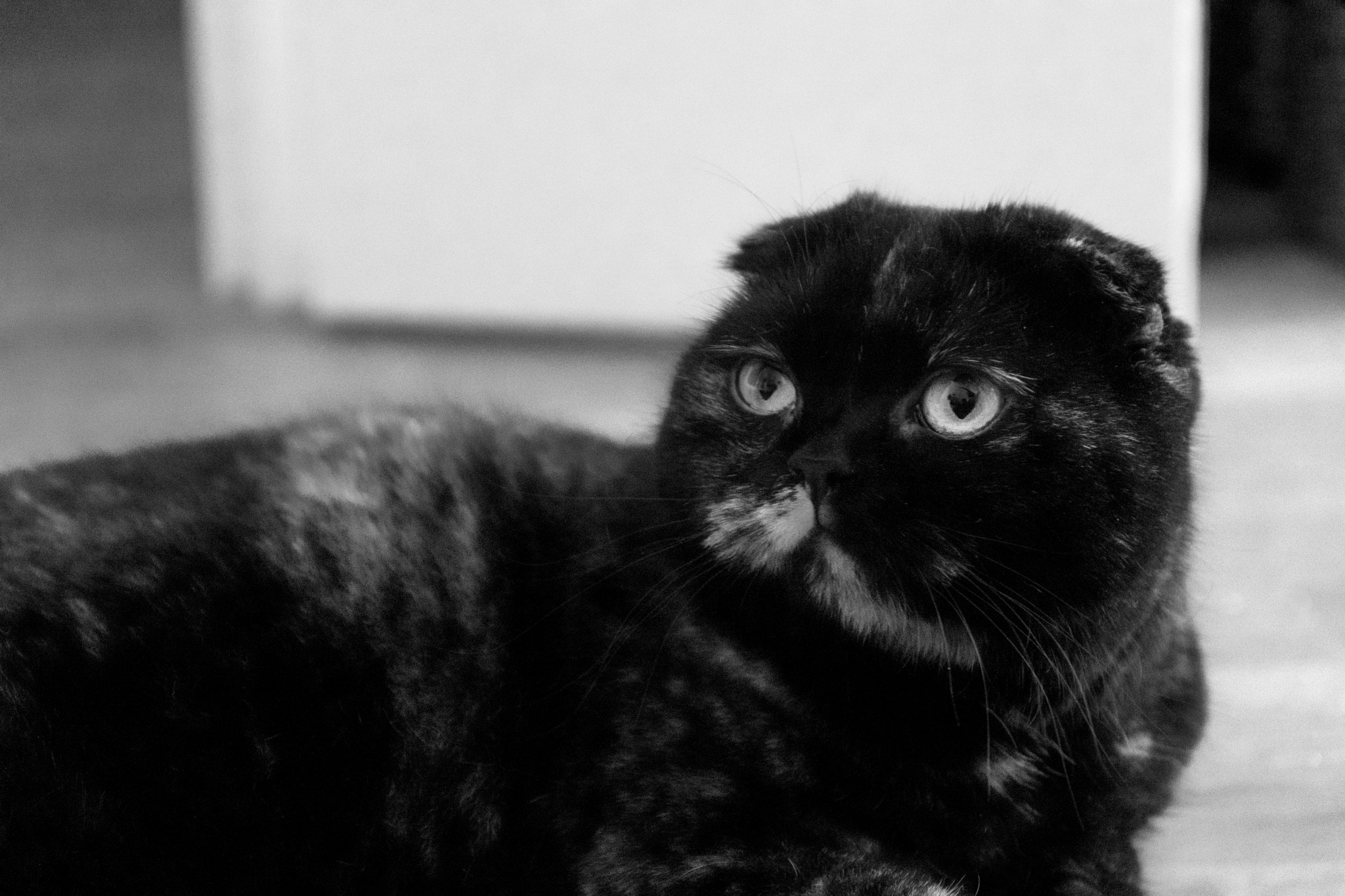 Sigma 17-70mm F2.8-4 DC Macro OS HSM | C sample photo. Marla the cat photography