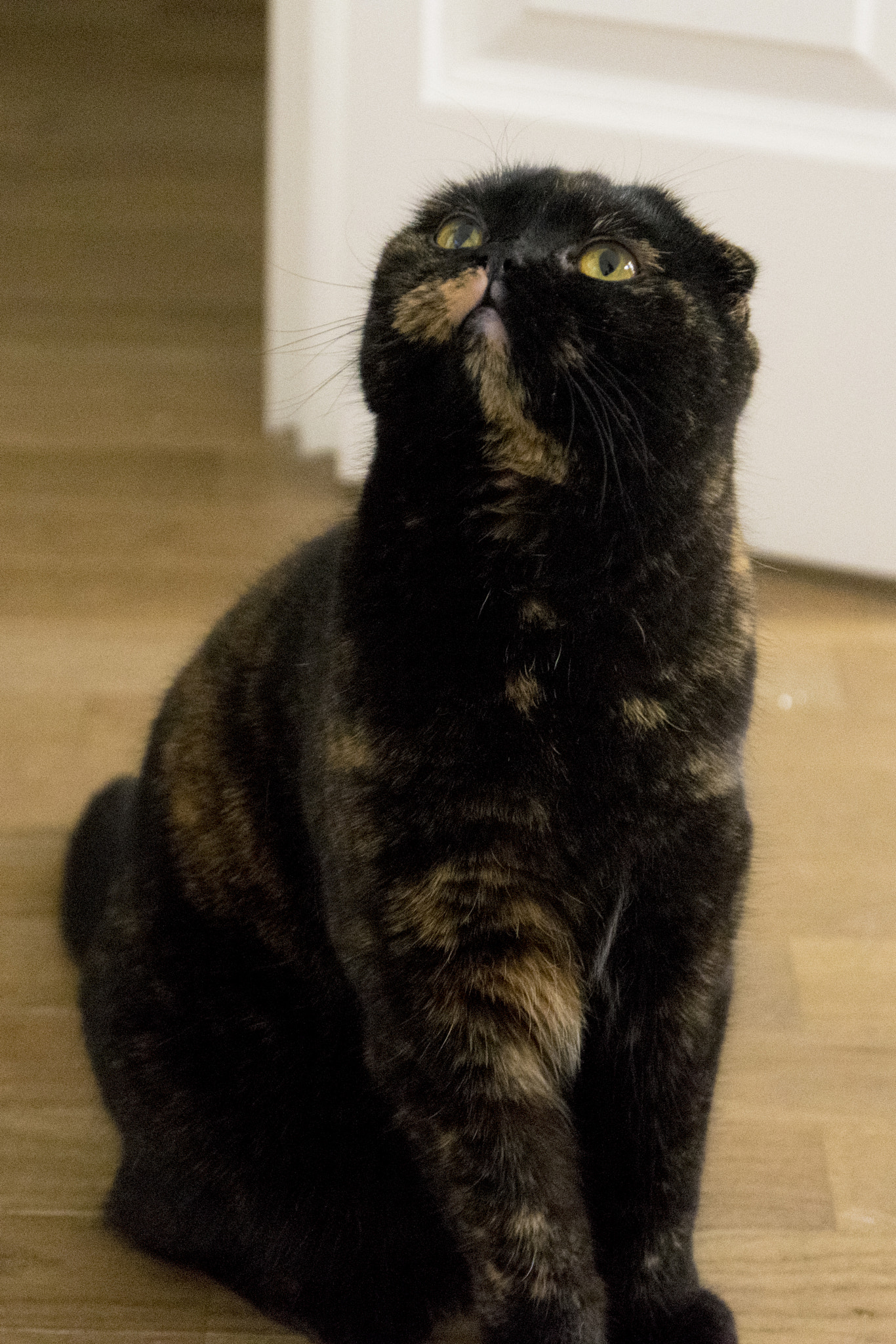 Sigma 17-70mm F2.8-4 DC Macro OS HSM | C sample photo. Marla the cat photography