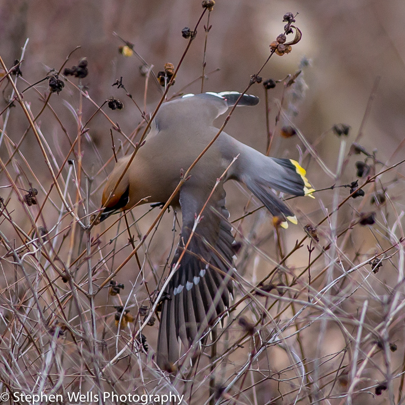 Canon EOS 6D + Canon EF 400mm F5.6L USM sample photo. Cedar waxwing photography