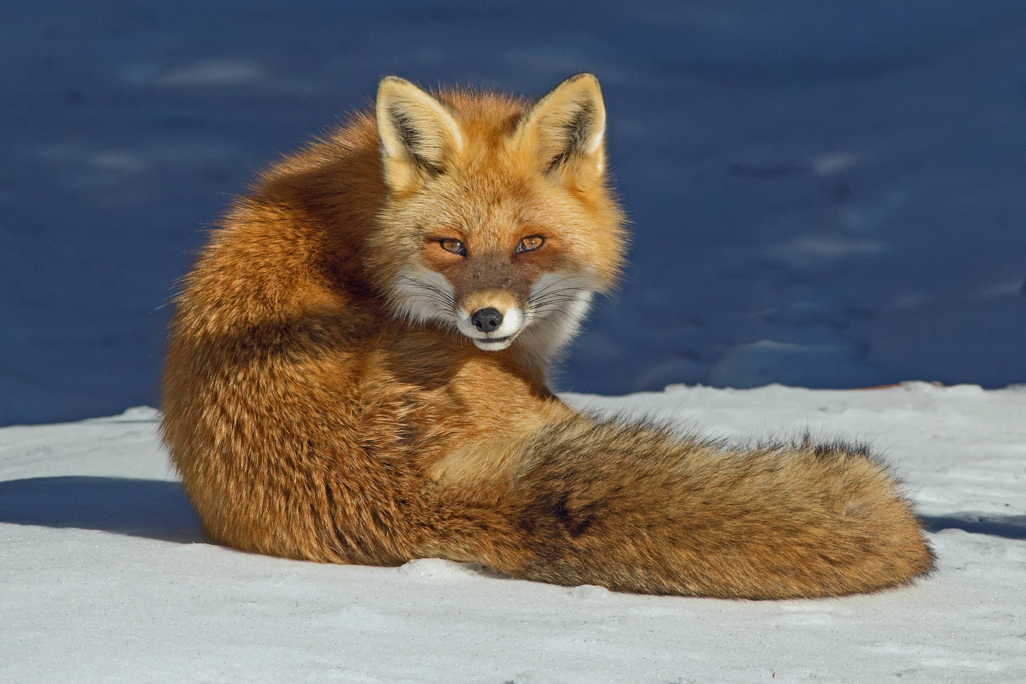 Canon EF 300mm F4L IS USM sample photo. Red fox 9087 photography