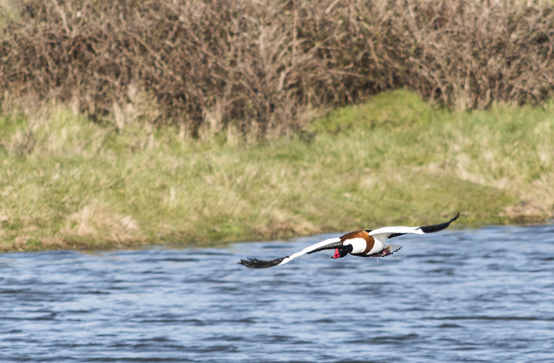 Nikon D750 + AF Nikkor 70-210mm f/4-5.6 sample photo. En avant toute photography