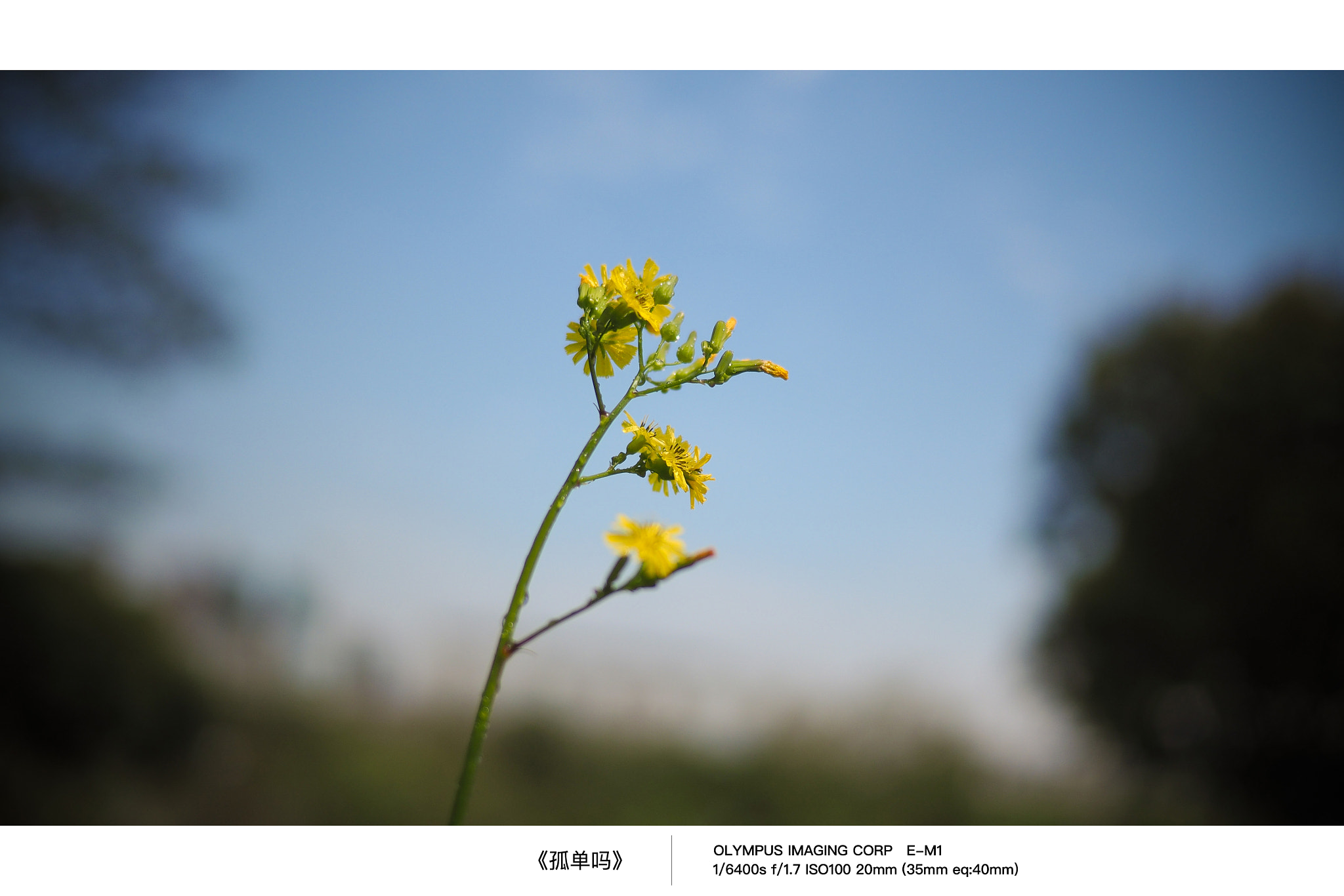 Olympus OM-D E-M1 + LUMIX G 20/F1.7 II sample photo. 孤单吗 photography