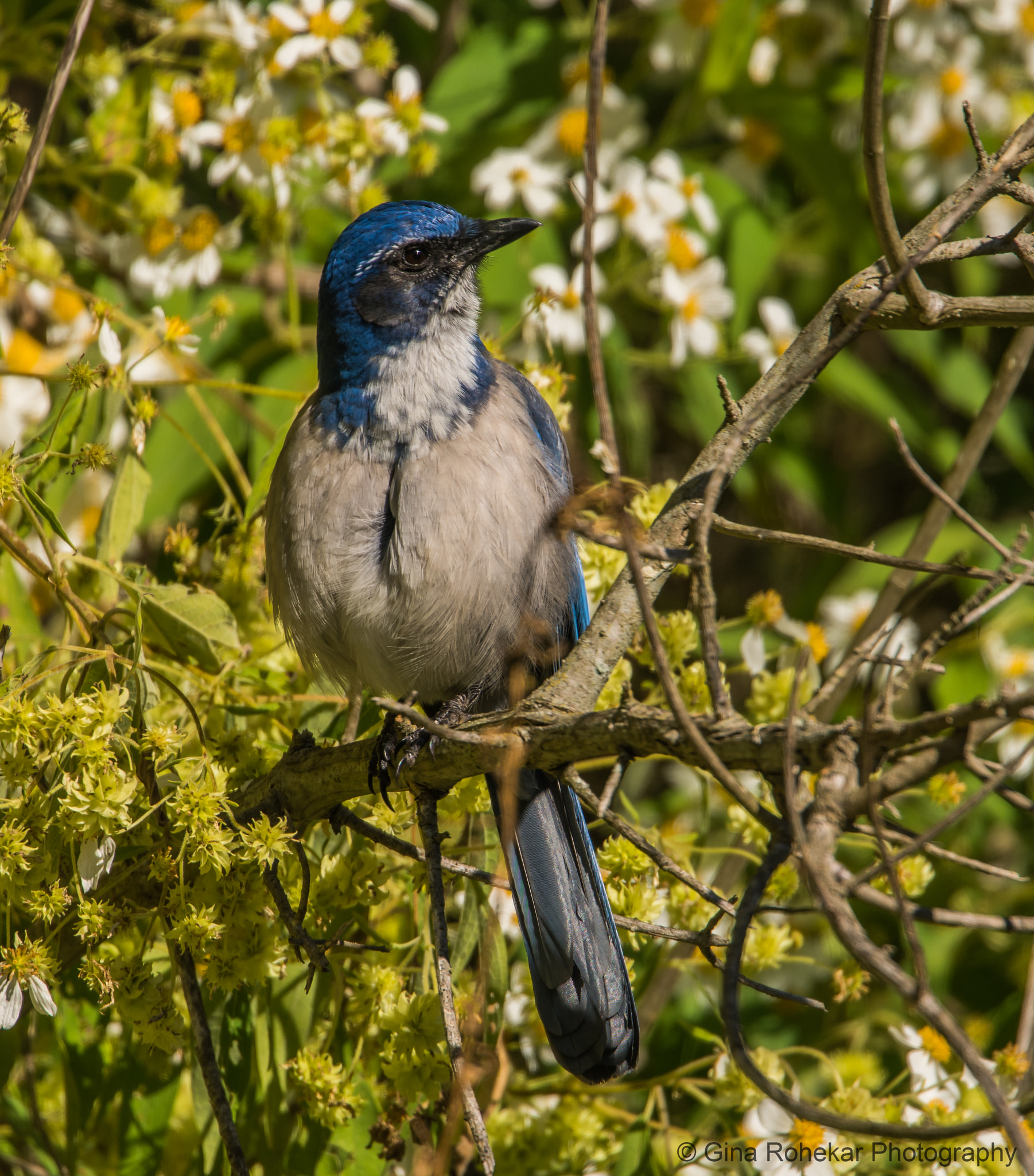Nikon D7100 + Nikon Nikkor AF-S 300mm F4E PF ED VR sample photo. Western scrub jay in the flowers photography