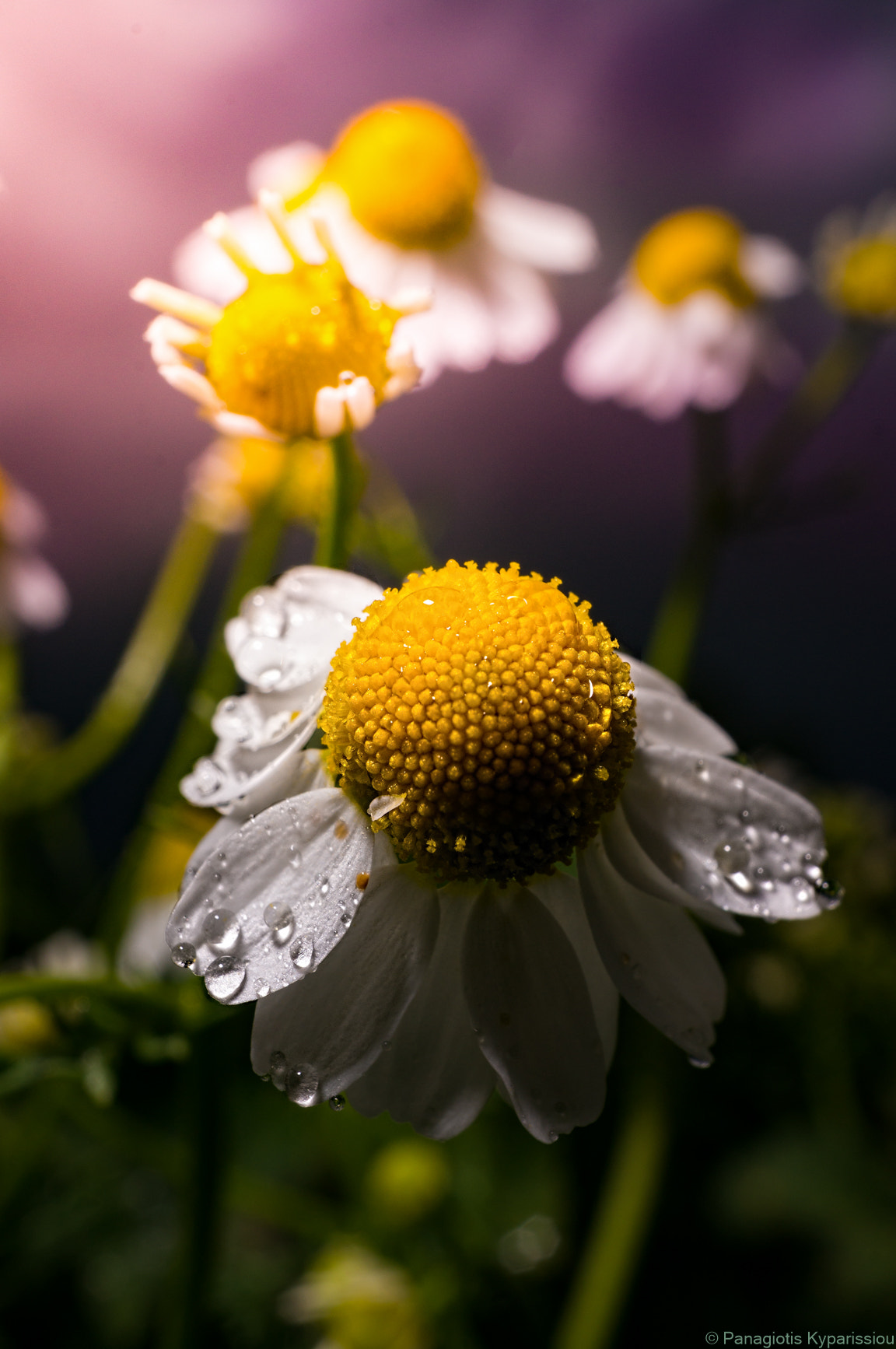 Sony Alpha NEX-6 + Sony E 30mm F3.5 Macro sample photo. Morning drops photography