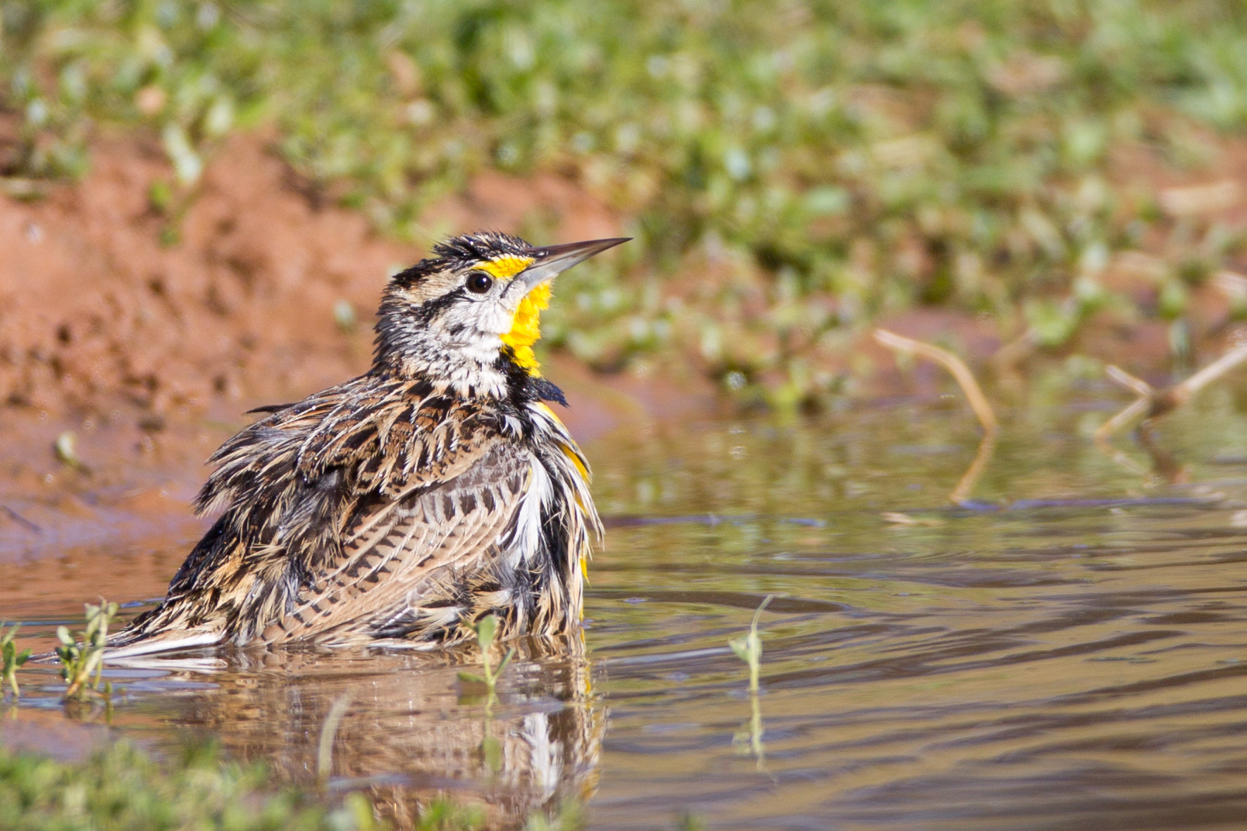 Canon EF 600mm f/4L IS sample photo. Eastern meadowlark photography